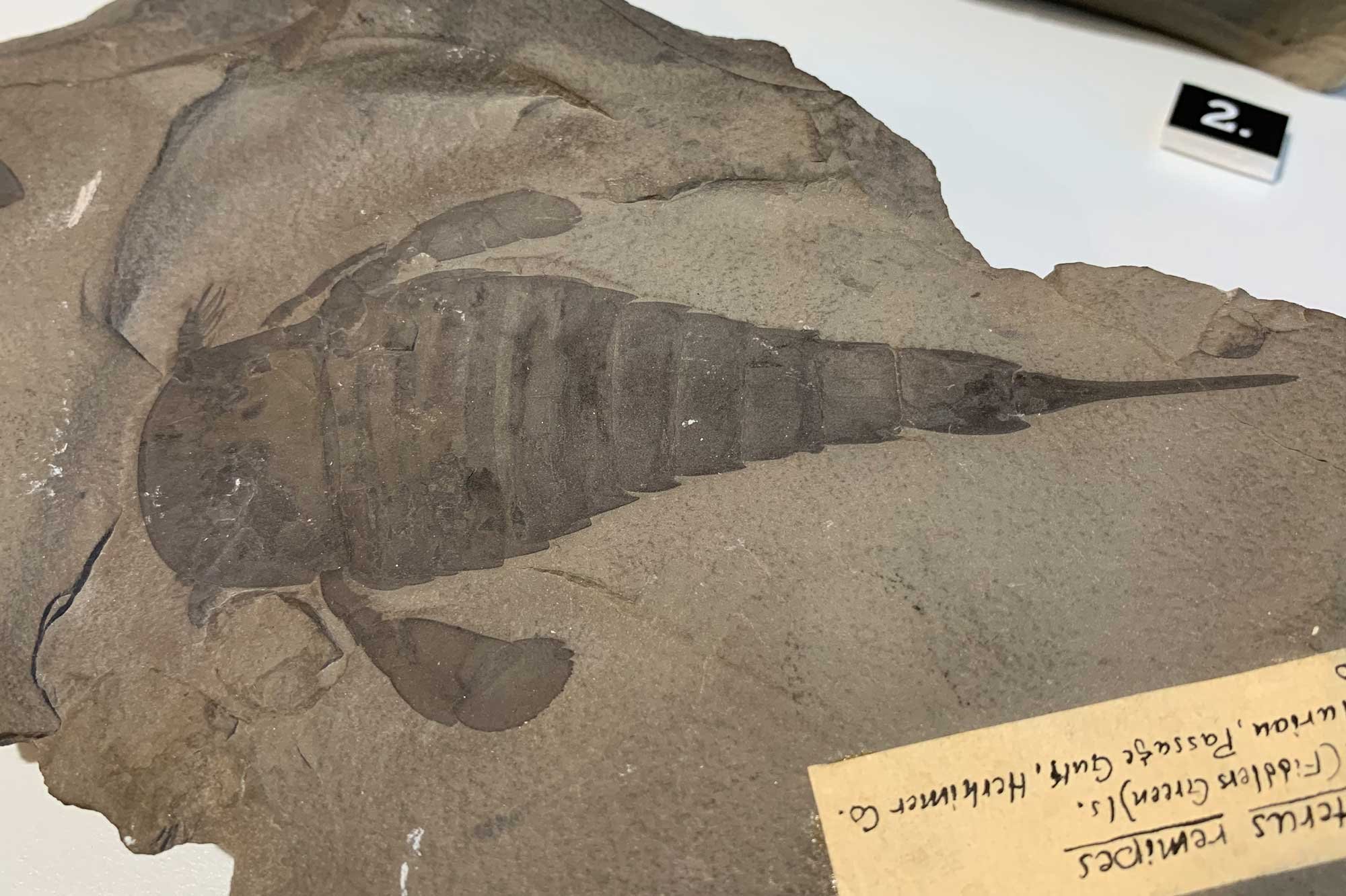 Photograph of a specimen of the sea scorpion Eurypterus remipes from the Silurian of New York.