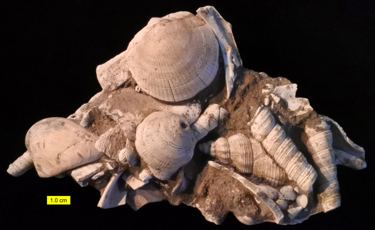 Photograph of shells preserved on the surface of a chunk of brown sediment from the Miocene of Maryland. The shells are of bivalves and gastropods.