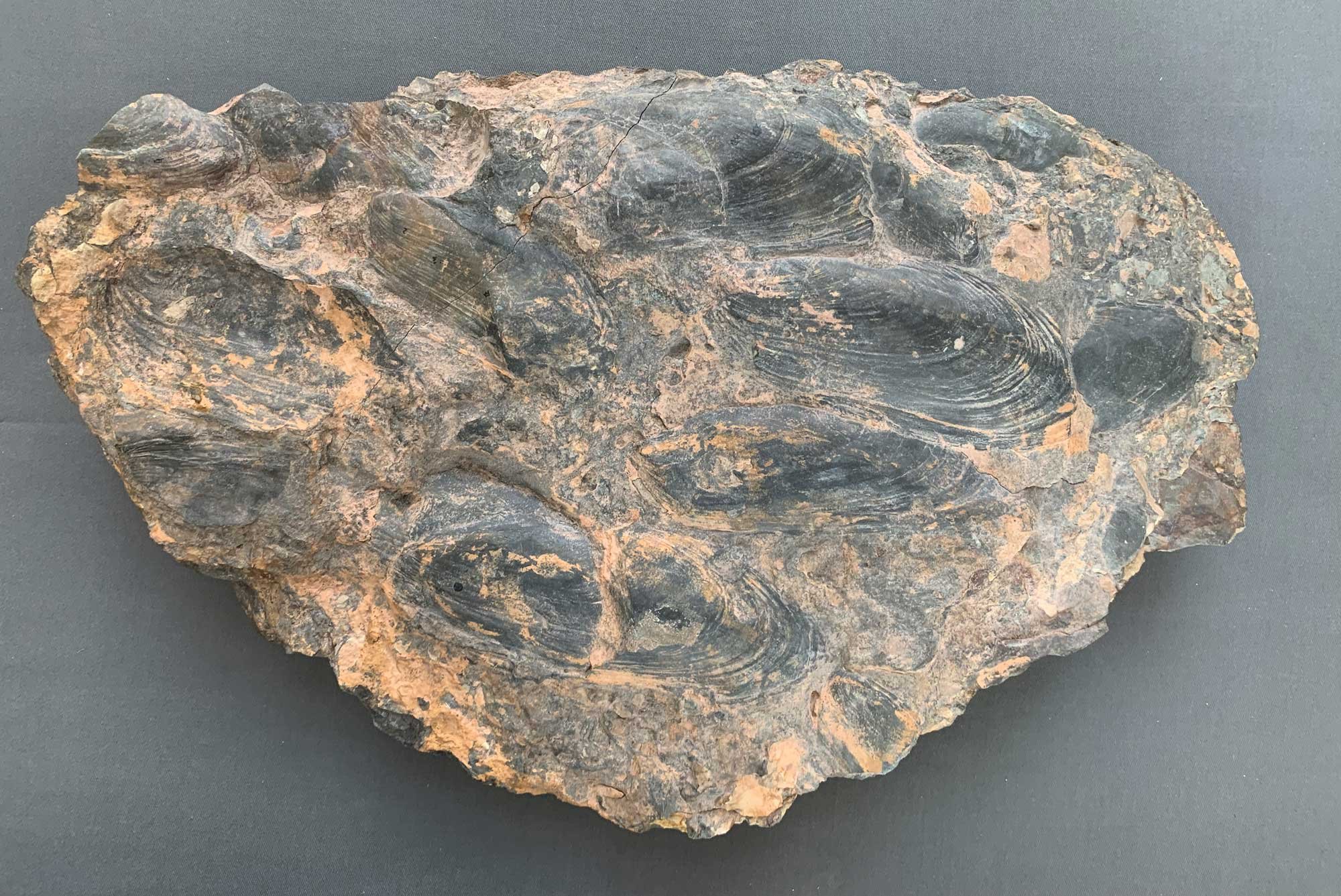 Photograph of Devonian freshwater bivalves from New York.