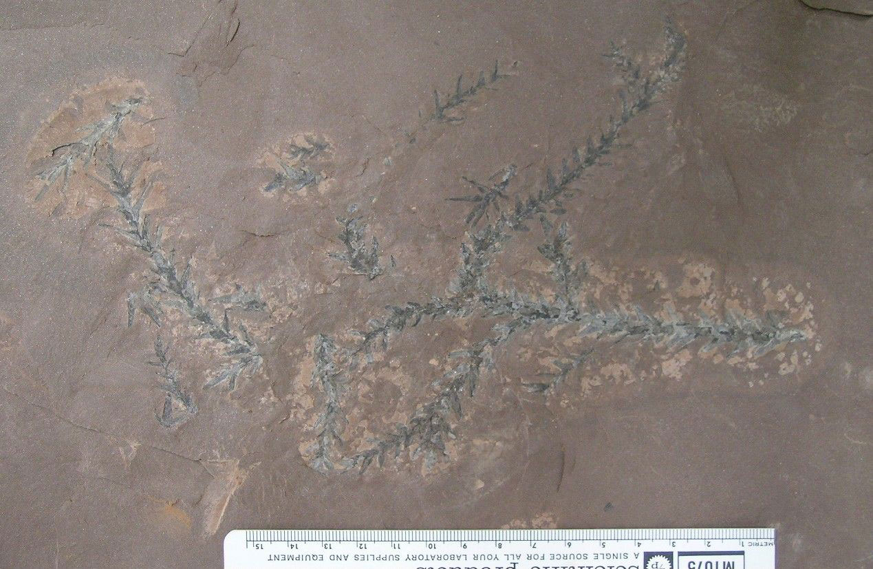 Photograph of the Jurassic conifer Geinitzia from Connecticut. The photo shows branches bearing short triangular leaves. The branches and leaves are dark gray, whereas the rock matrix is brown.