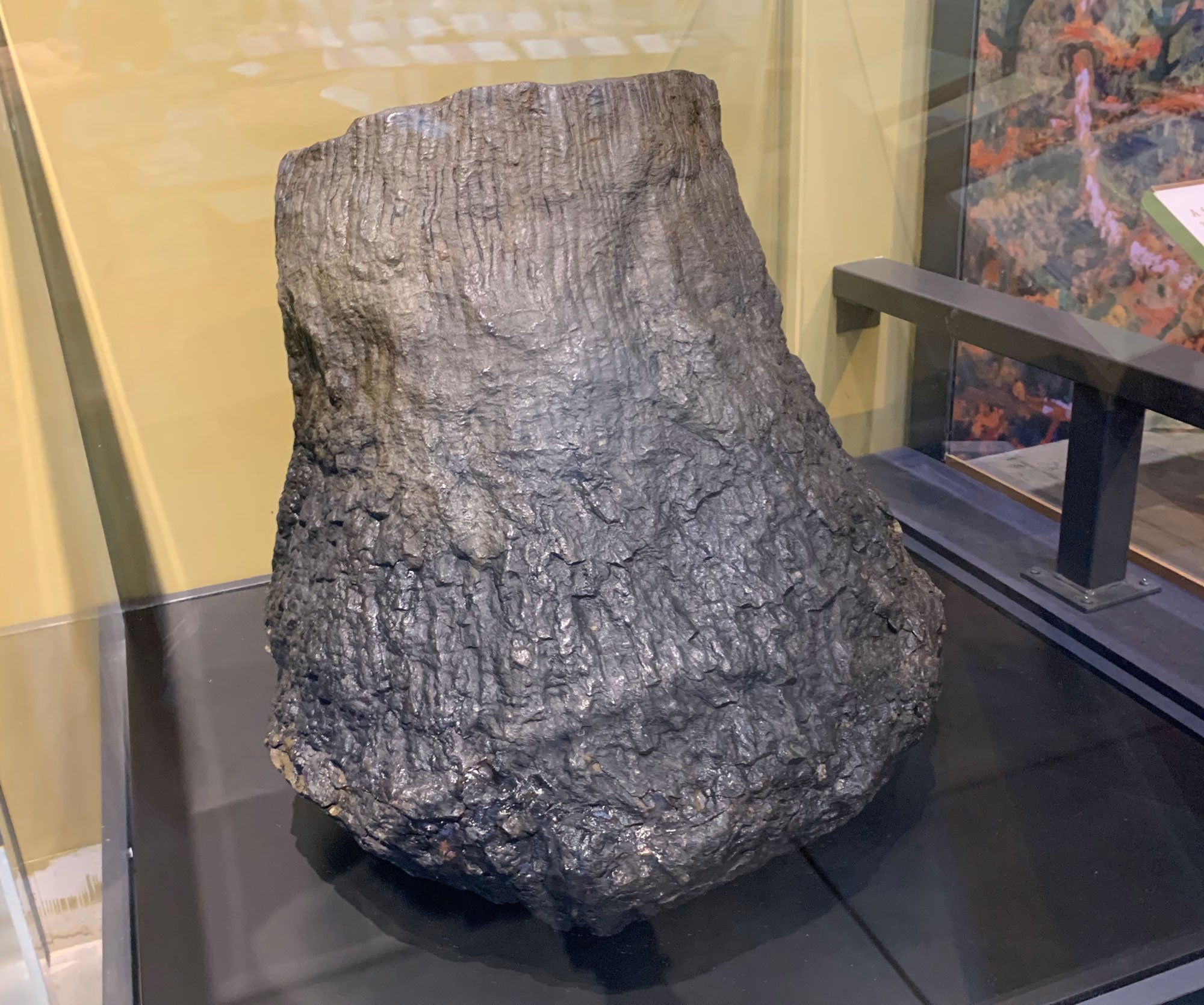 Photograph of a fossil tree stump from Gilboa, New York.