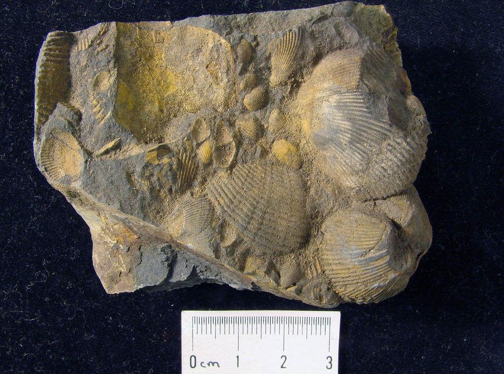 Photograph of brachiopods in the species Globithyris callida from the Devonian of Maine. The photo shows large and small branchiopod shells preserved on the face of a small rock. A scale bar at the bottom of the image is 3 centimeters; the total width of the rock is probably more than 6 centimeters.