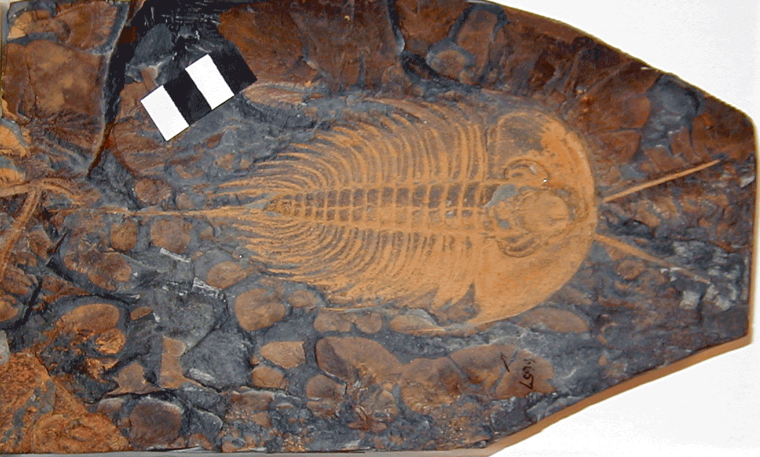 Photograph of a fossil trilobite Olenellus from the Kinzers Formation, preserving some soft parts, including antennae.