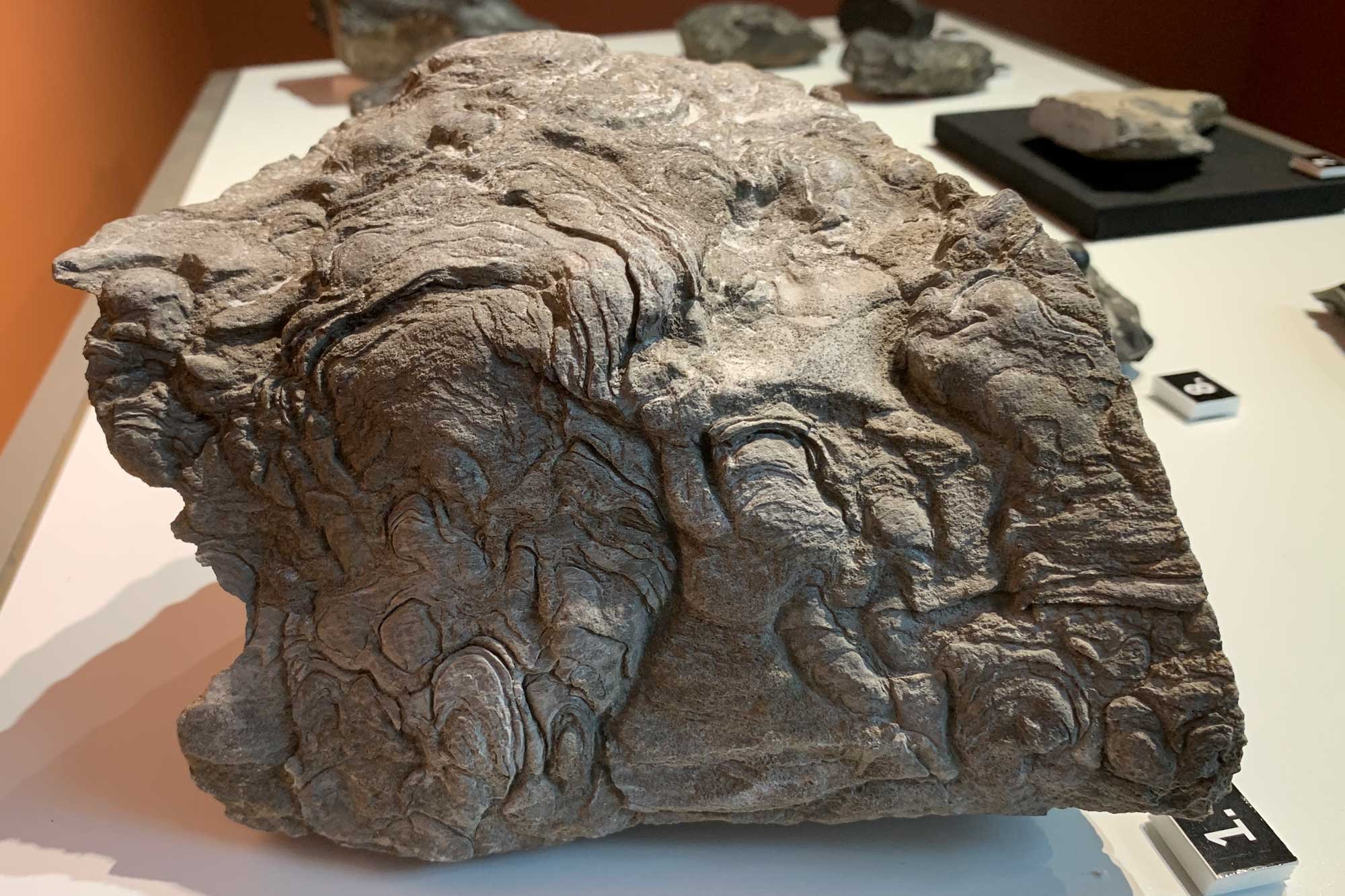 Photograph of a stromatolite fossil from Lester Park, New York.