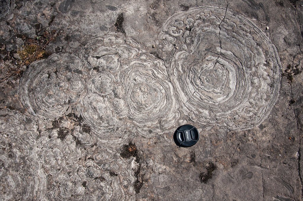 Close-up photograph of a stromatolite from Lester Park, New York.
