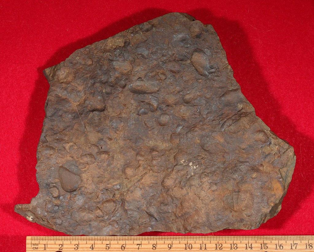 Photograph of a slab of rock from the Mahantango Formation of Pennsylvania, containing numerous invertebrate fossils.