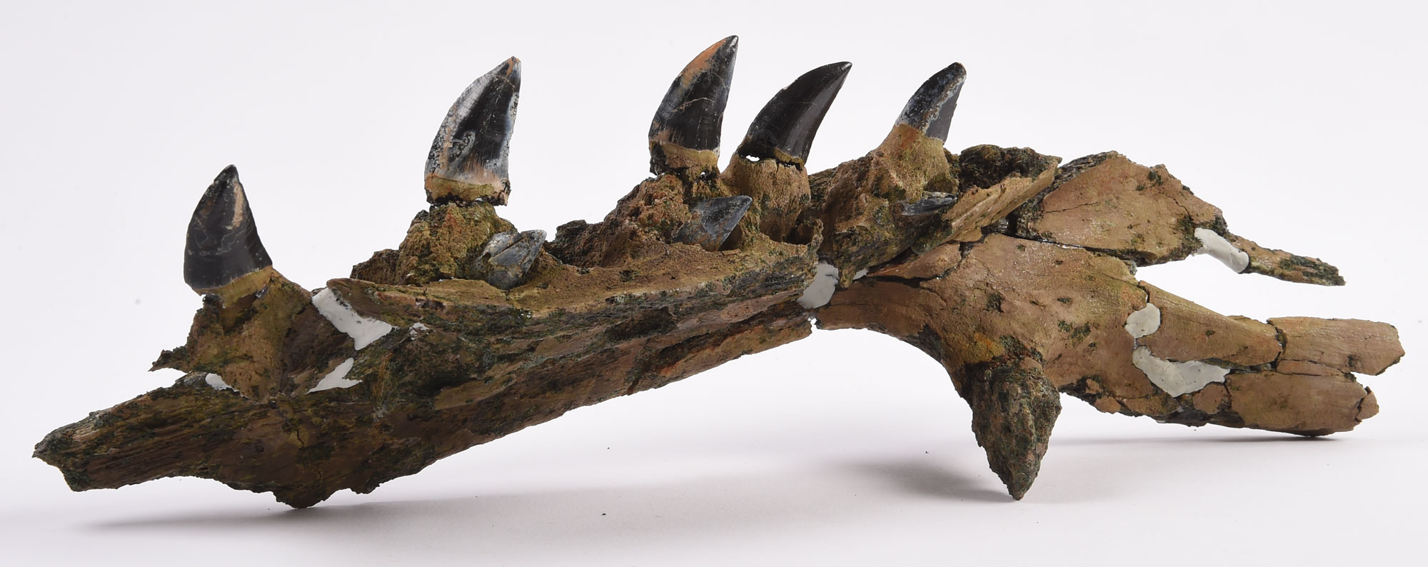 Photograph of part of a mosasaur jaw from the Cretaceous of New Jersey. The photo shows a piece of jaw with five teeth.