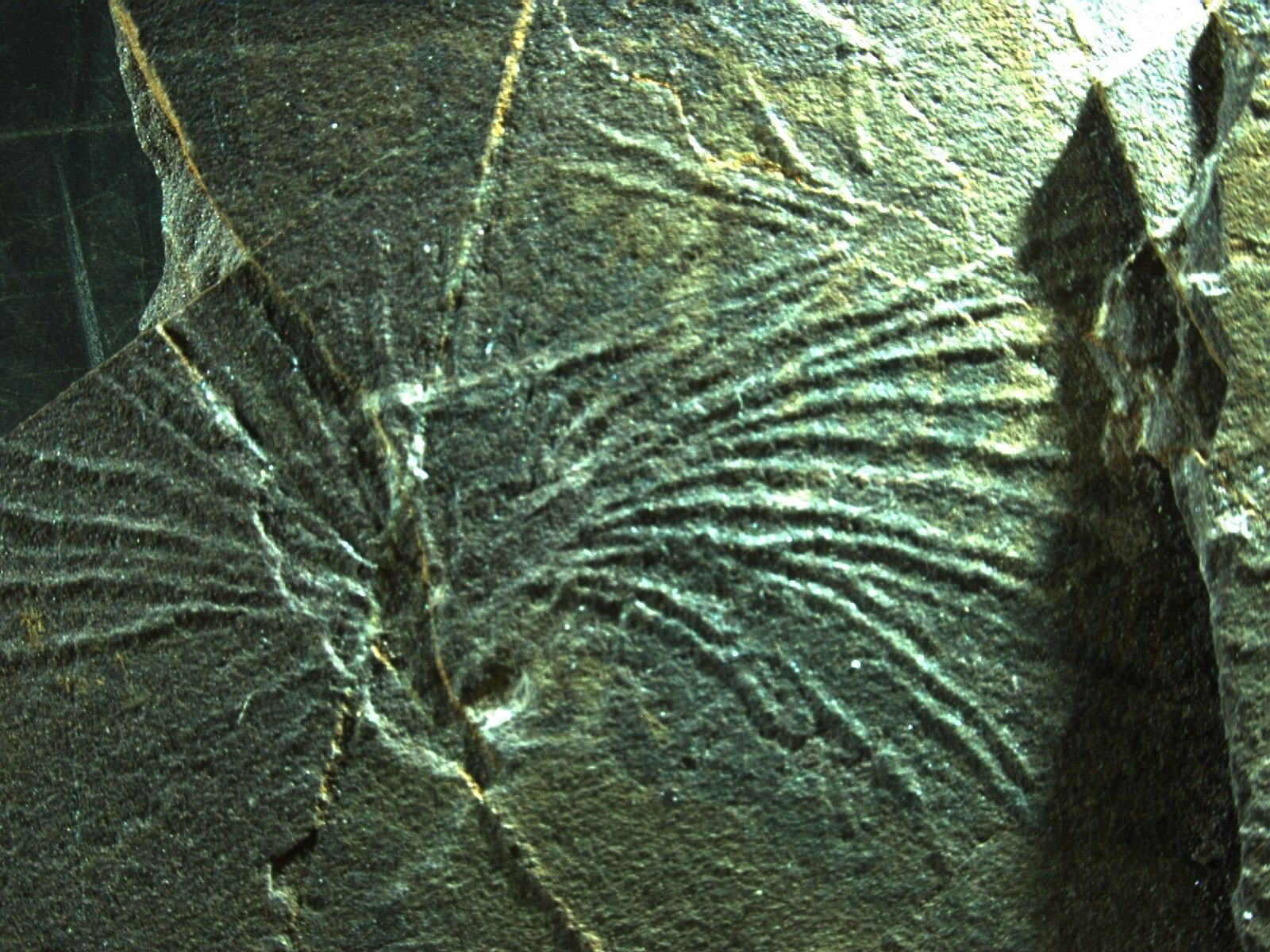 Photograph of the trace fossil Olhamia antique from the Cambrian of Maine. The photo shows a rock with thin ridges radiating from a central depression. There is no scale bar.