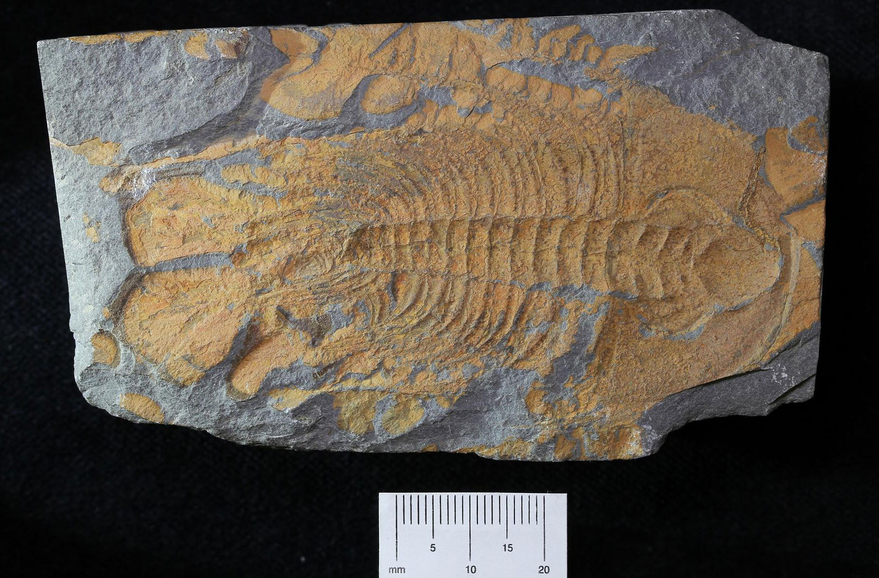Photograph of a fossil trilobite Olenellus from the Kinzers Formation.