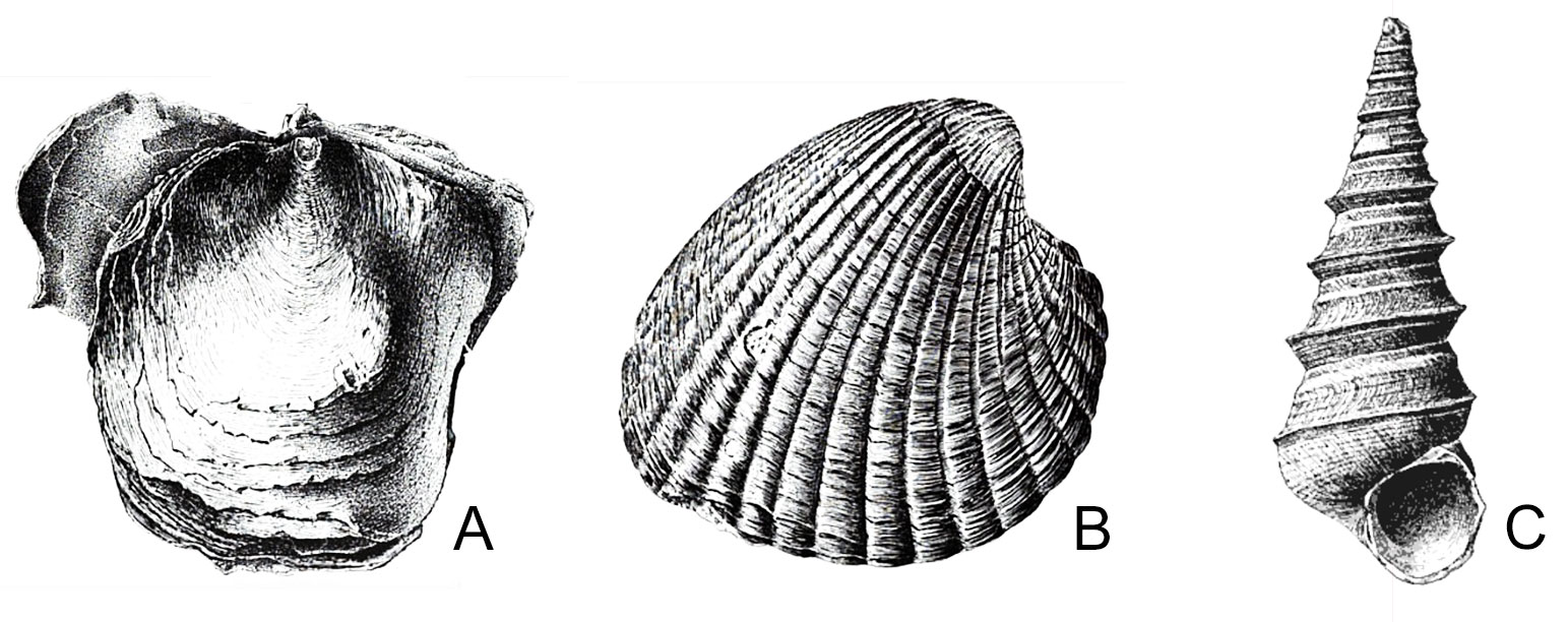 Drawings of shells from the Paleogene of Maryland and Virginia. The drawings show an oyster, a clam, and a marine snail.