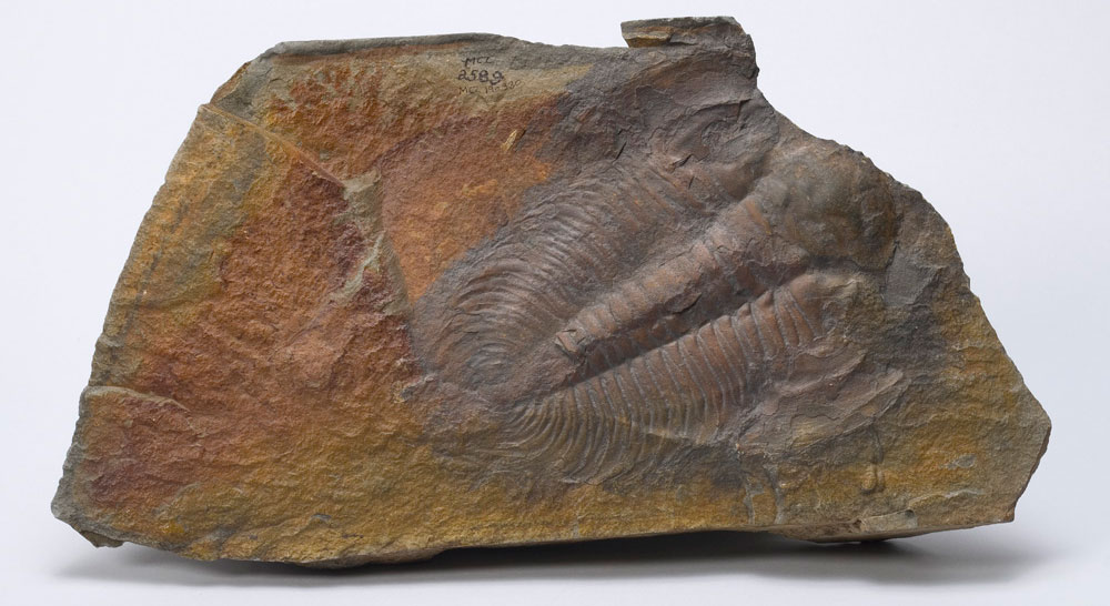 Photograph of a specimen of the large trilobite Paradoxites harlani from the Cambrian of Massachusetts. The photograph shows a nearly complete trilobite with lateral spines preserved on the face of rock slab. There is no scale bar.