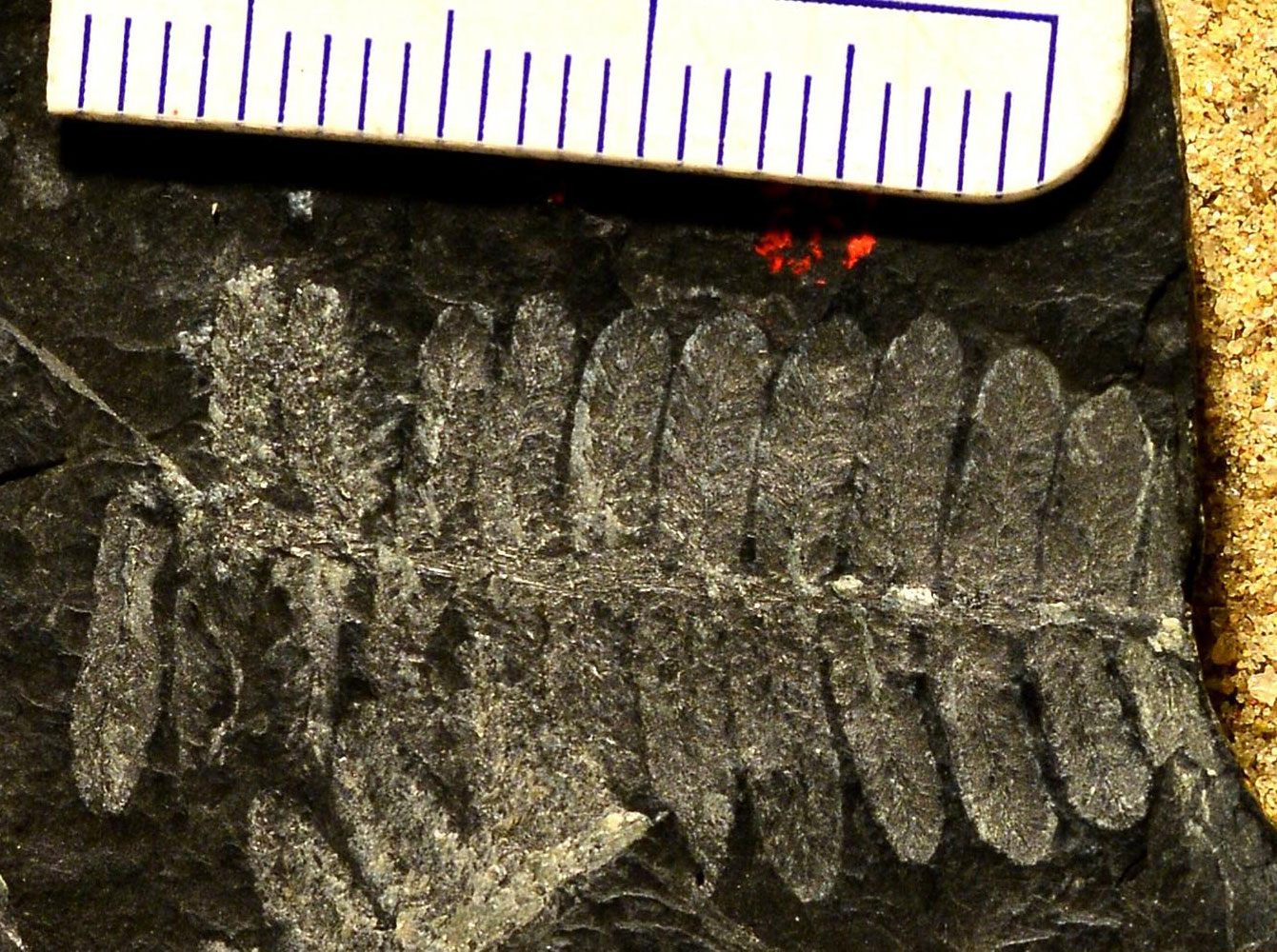 Photograph of the seed fern Pecopteris from the Carboniferous of Rhode Island. The photo shows a portion of a white, fern-like leaf preserved on a black rock.