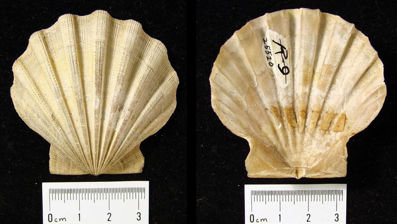 Photograph of the shell of a fossil scallop from the Miocene of Maryland. The photo shows two valves (halves) of a scallop shell.