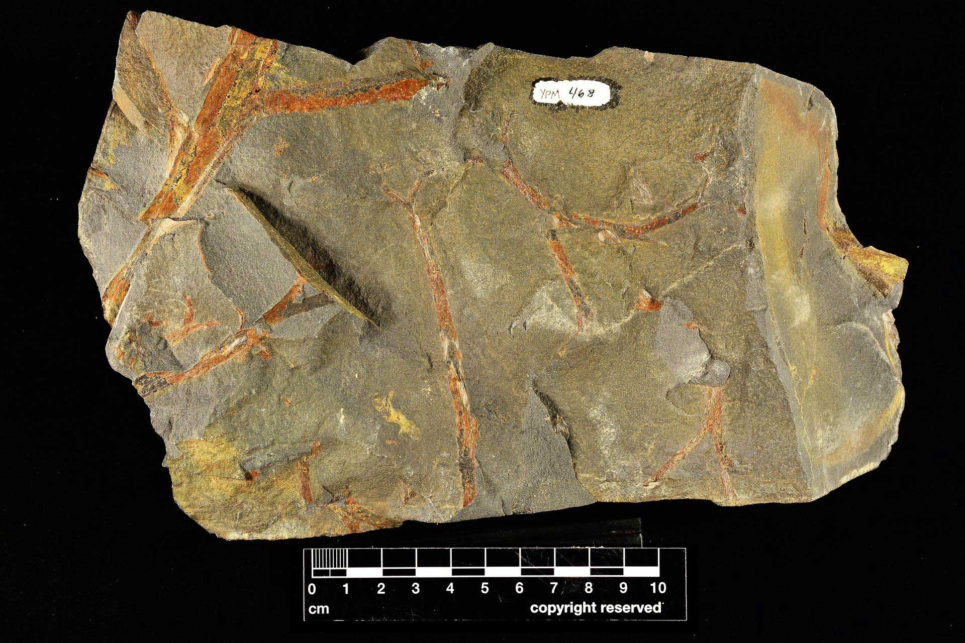 Photograph of a specimen of the early vascular plant Pertica quadrifaria from the Devonian of Maine. The photo shows orange-colored branches preserved on the face of a brown rock. A scale bar at the bottom of the image is 10 centimeters long; the rock is probably about 20 centimeters across.