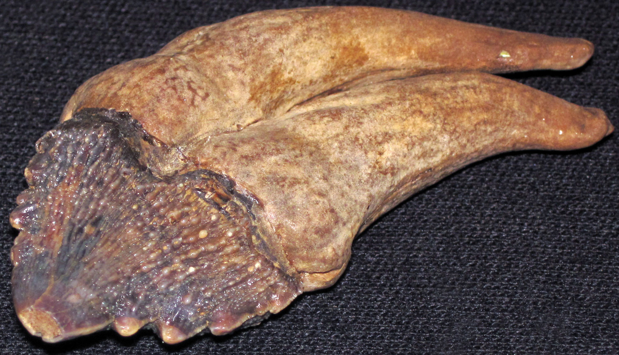 Photograph of the tooth of a shark-toothed porpoise from the Miocene of Maryland. The photo shows a triangular tooth with serrated edges and a root with two elongated lobes.