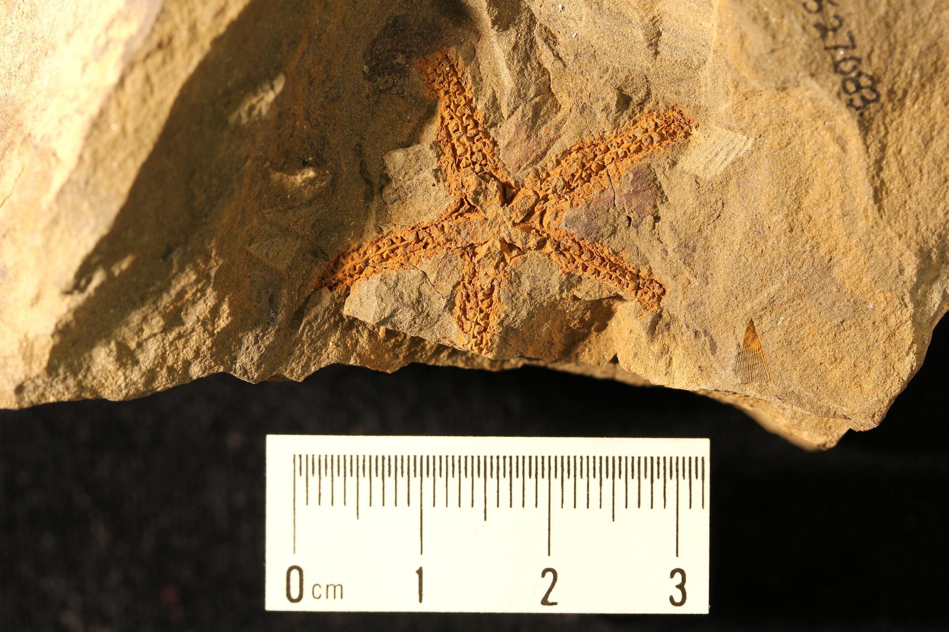 Photograph of a fossil sea star from the Ordovician of Pennsylvania. A scale on the photo shows that it is about three centimeters across.