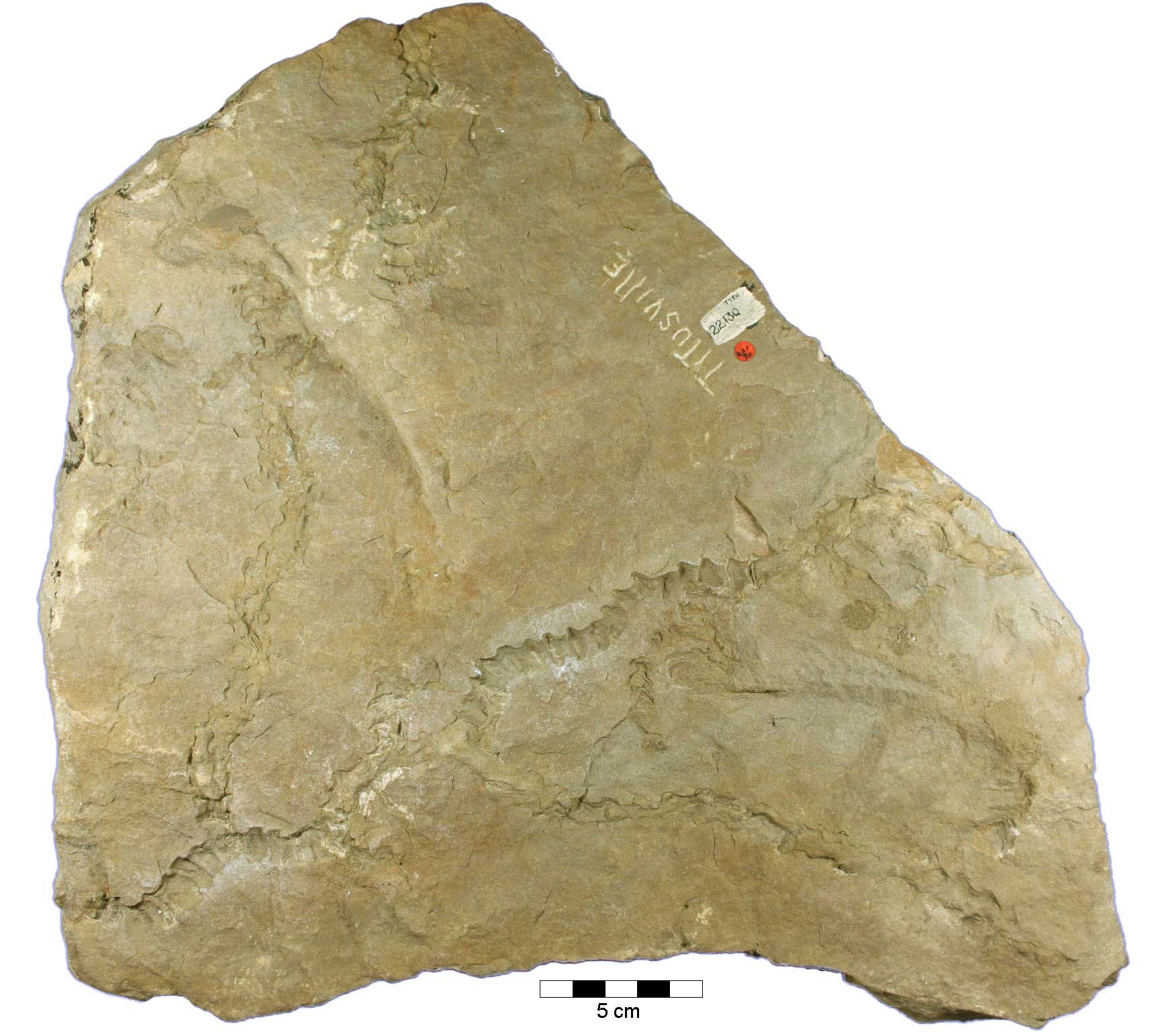 Photograph of the Devonian branching glass sponge Titusvillia drakei.