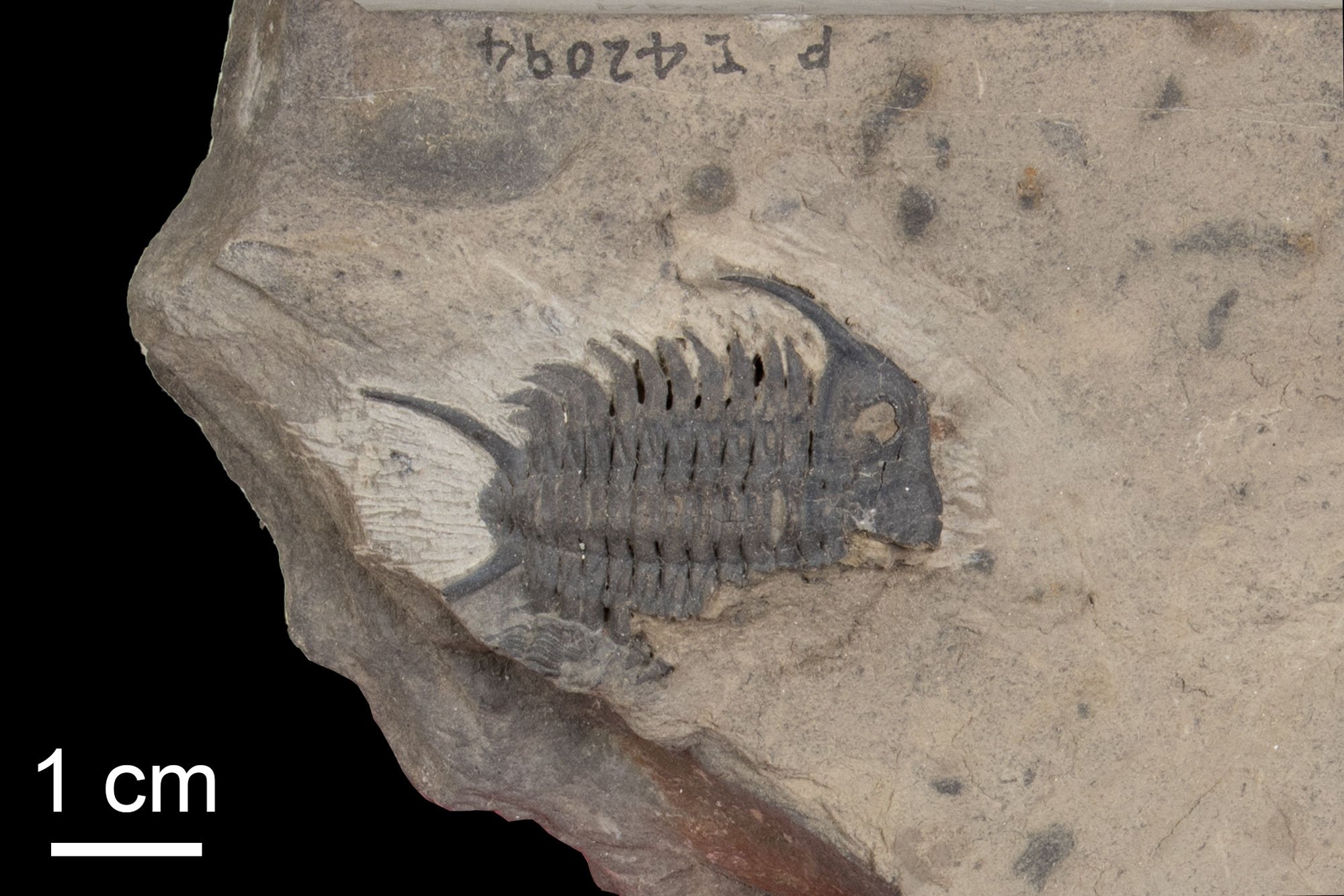 Photograph of a fossil of the trilobite Ceraurus pleurexanthemus.