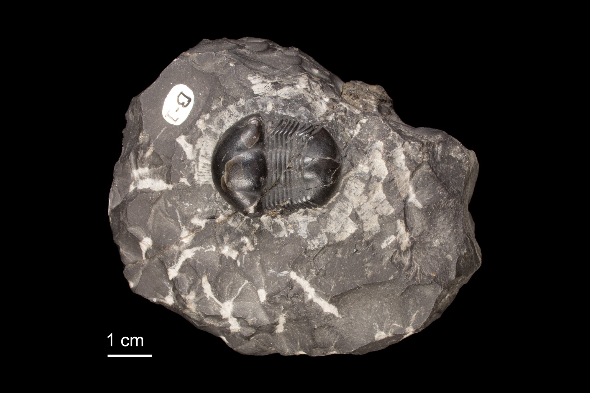 Photograph of a fossil of the trilobite Nanillaenus americanus.