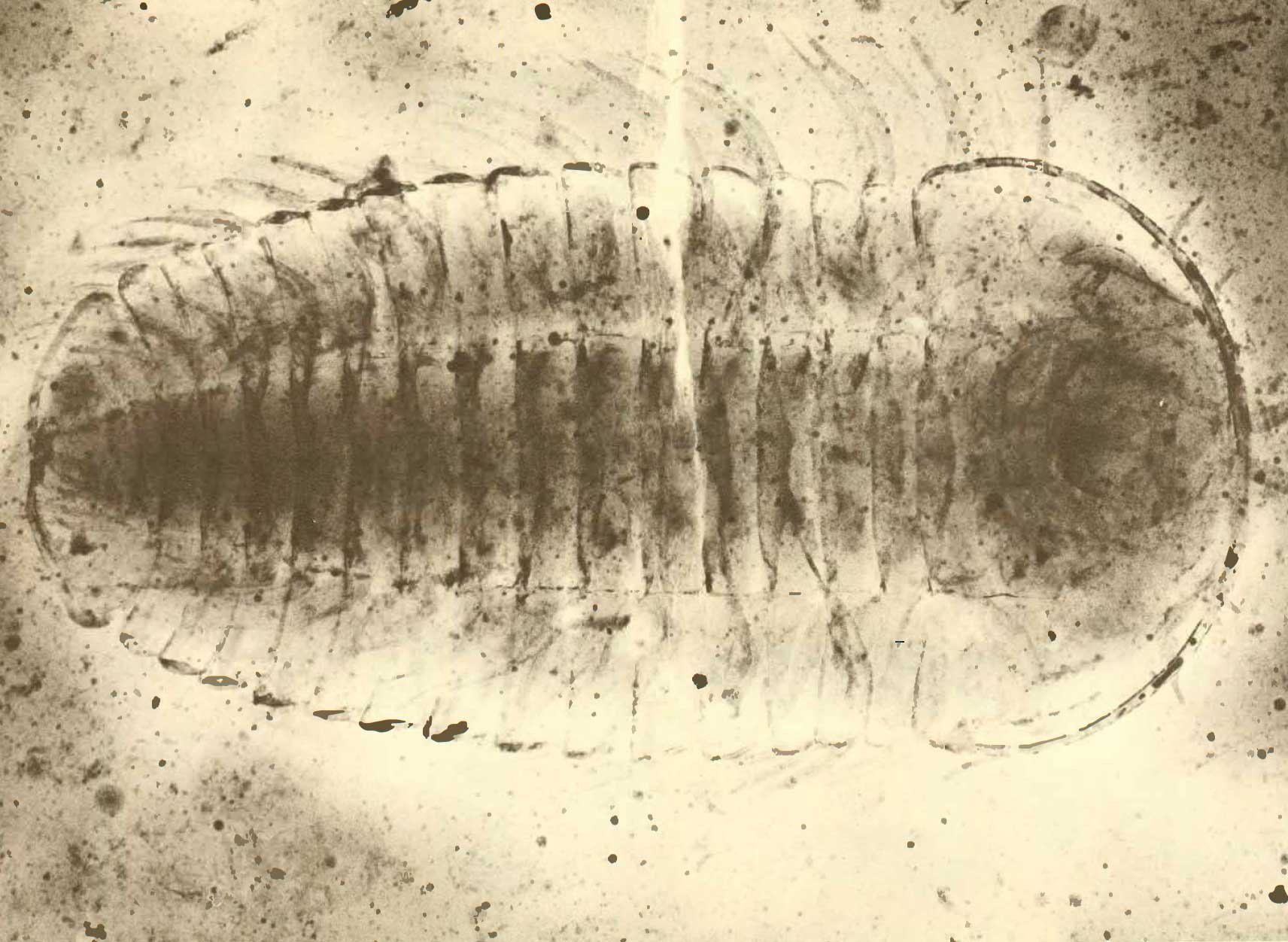 X-ray image of a specimen of the trilobite Trarthrus eatoni, showing the preservation of limbs. X-ray image from John Cisne (1981).
