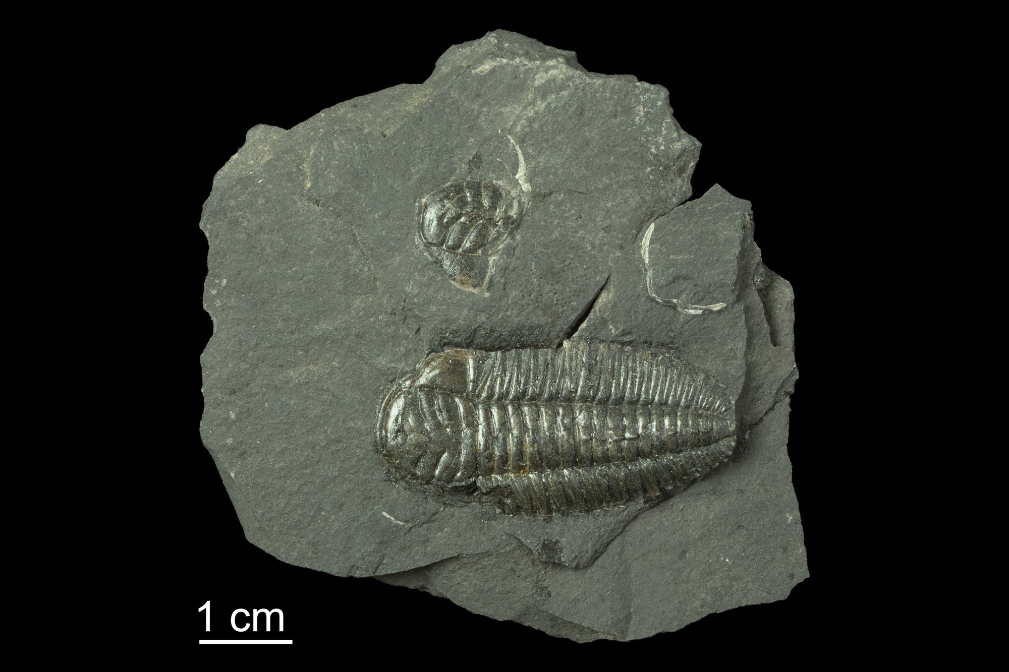Photograph of a fossil specimen of the trilobite Triarthrus eatoni.