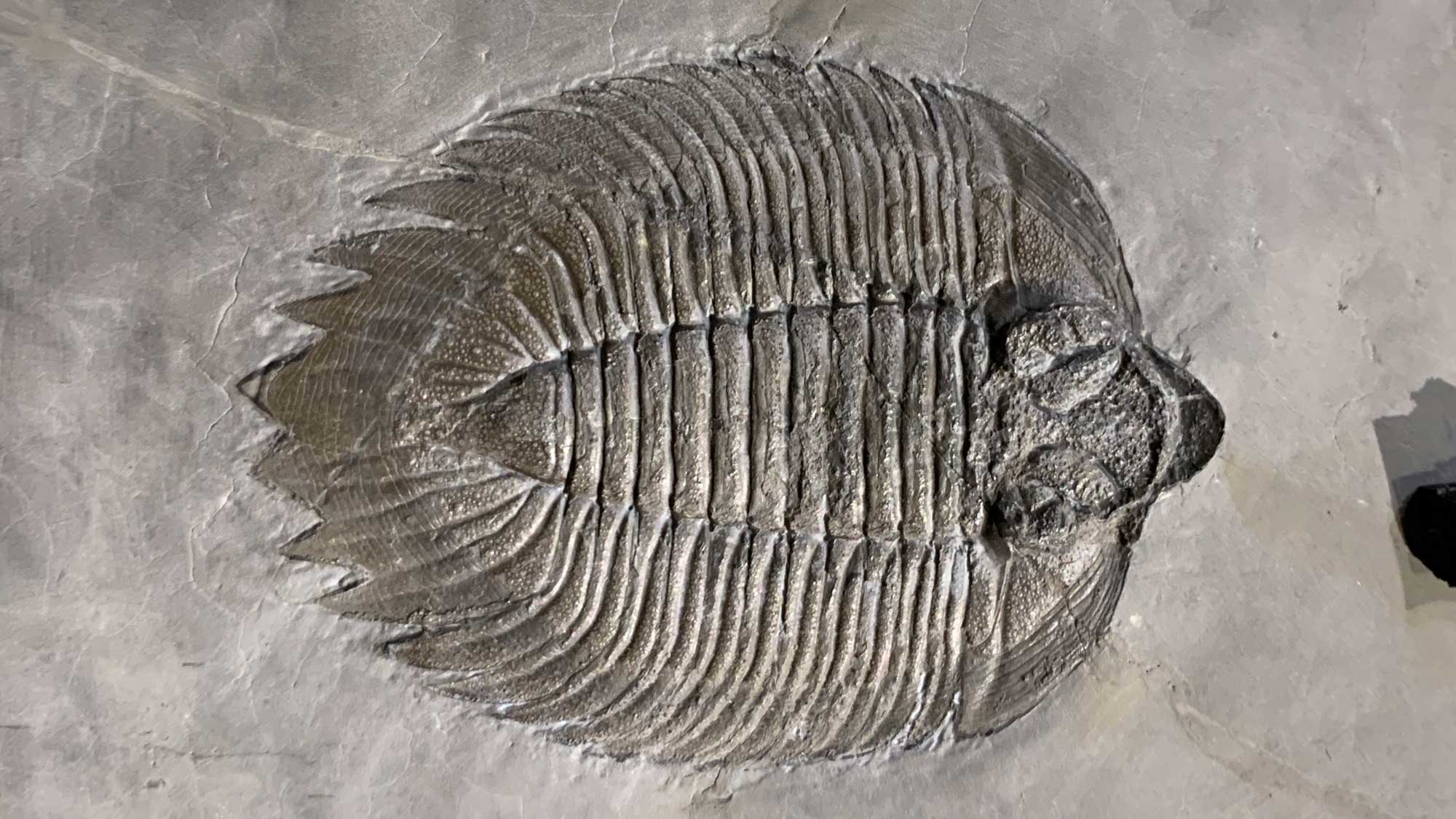 Photograph of a specimen of the trilobite Arctinurus boltoni on display at the Museum of the Earth in Ithaca, New York.
