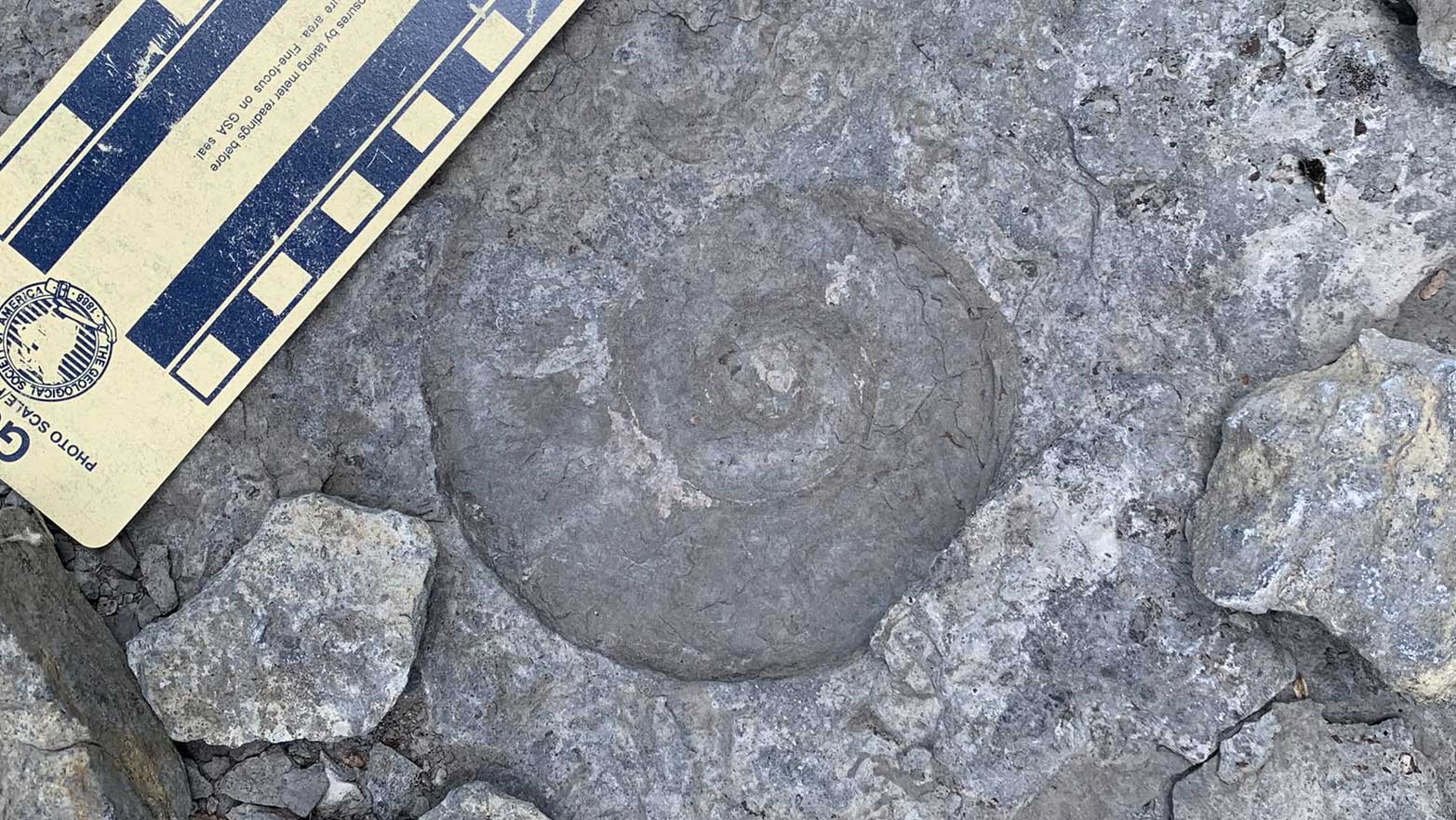 Photograph of a large gastropod fossil in the Chazy Formation of Vermont.