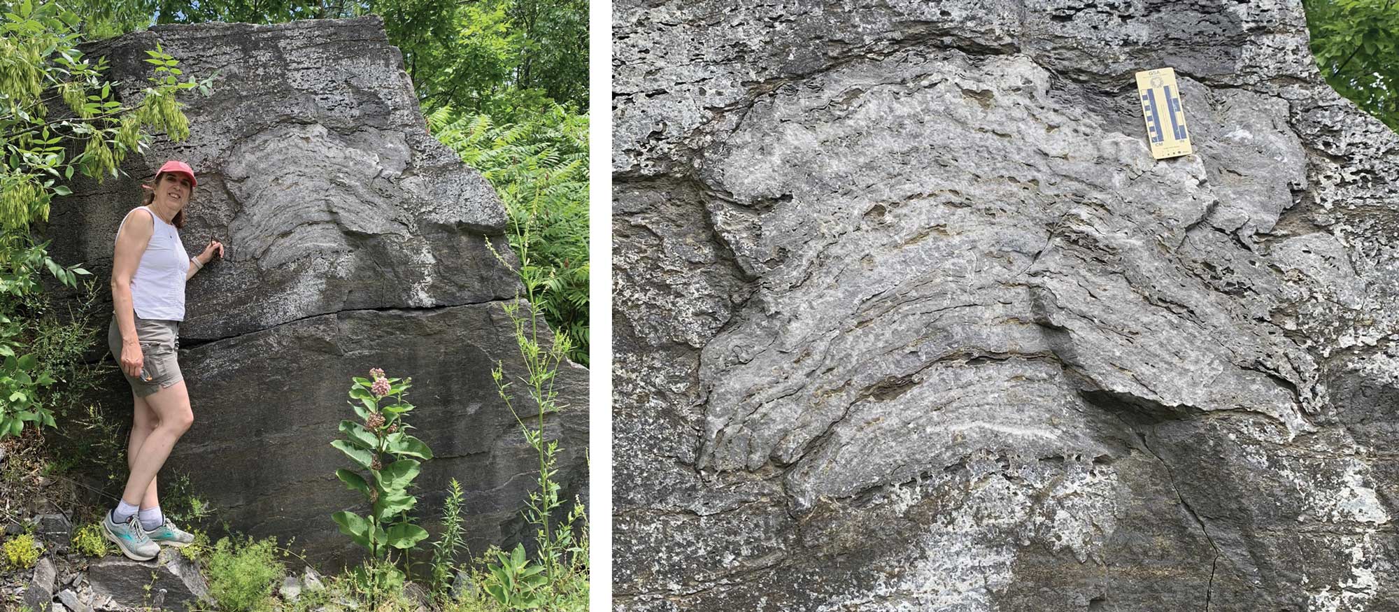 Two photographs showing a large stromatoporoid colony in the Chazy Formation of Vermont.