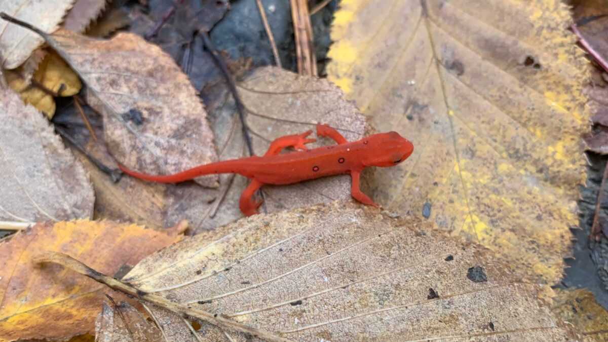 Photograph of a red eft crawling on dead leaves.