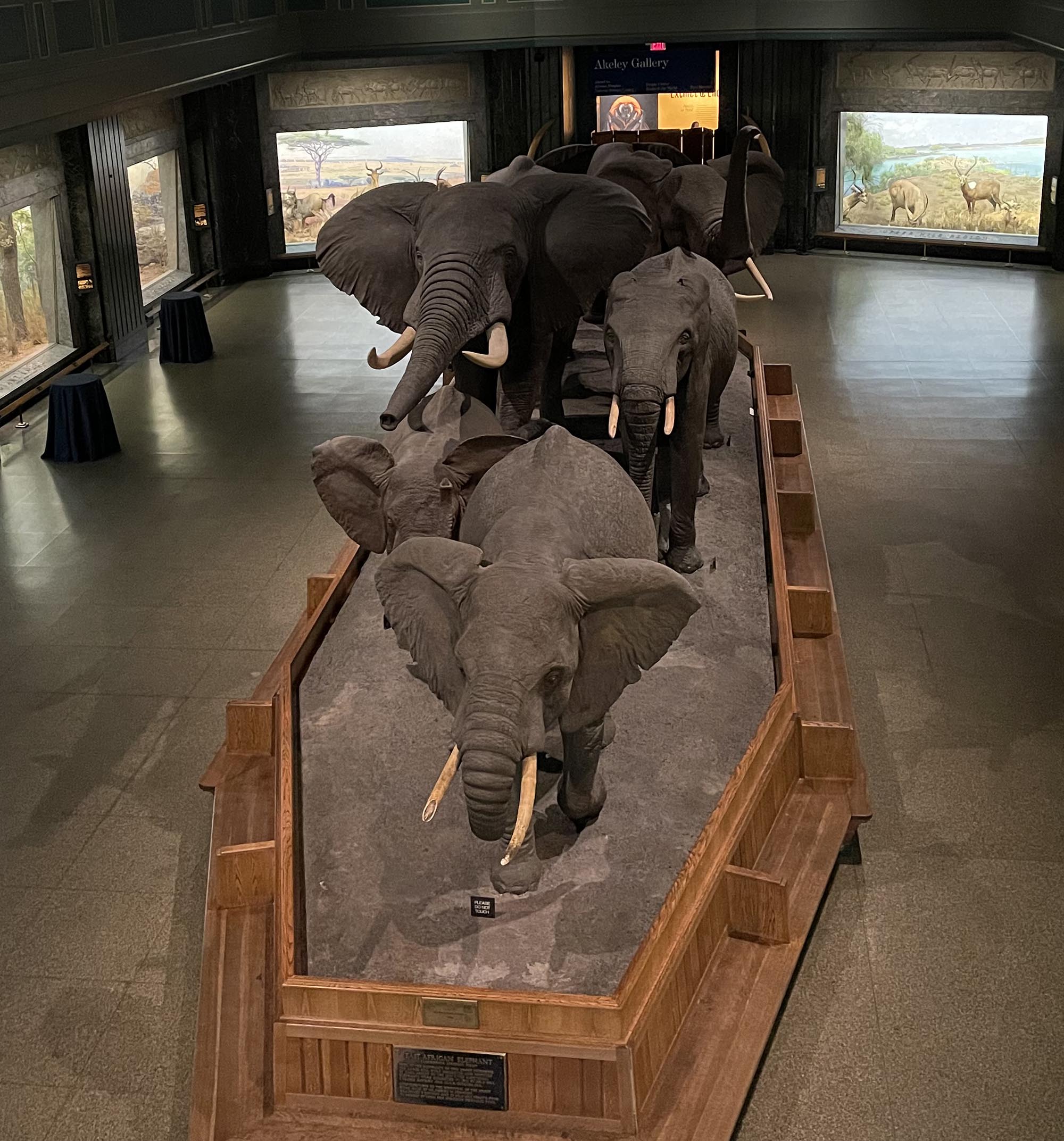 Photo of African elephants mounted in the AMNH.