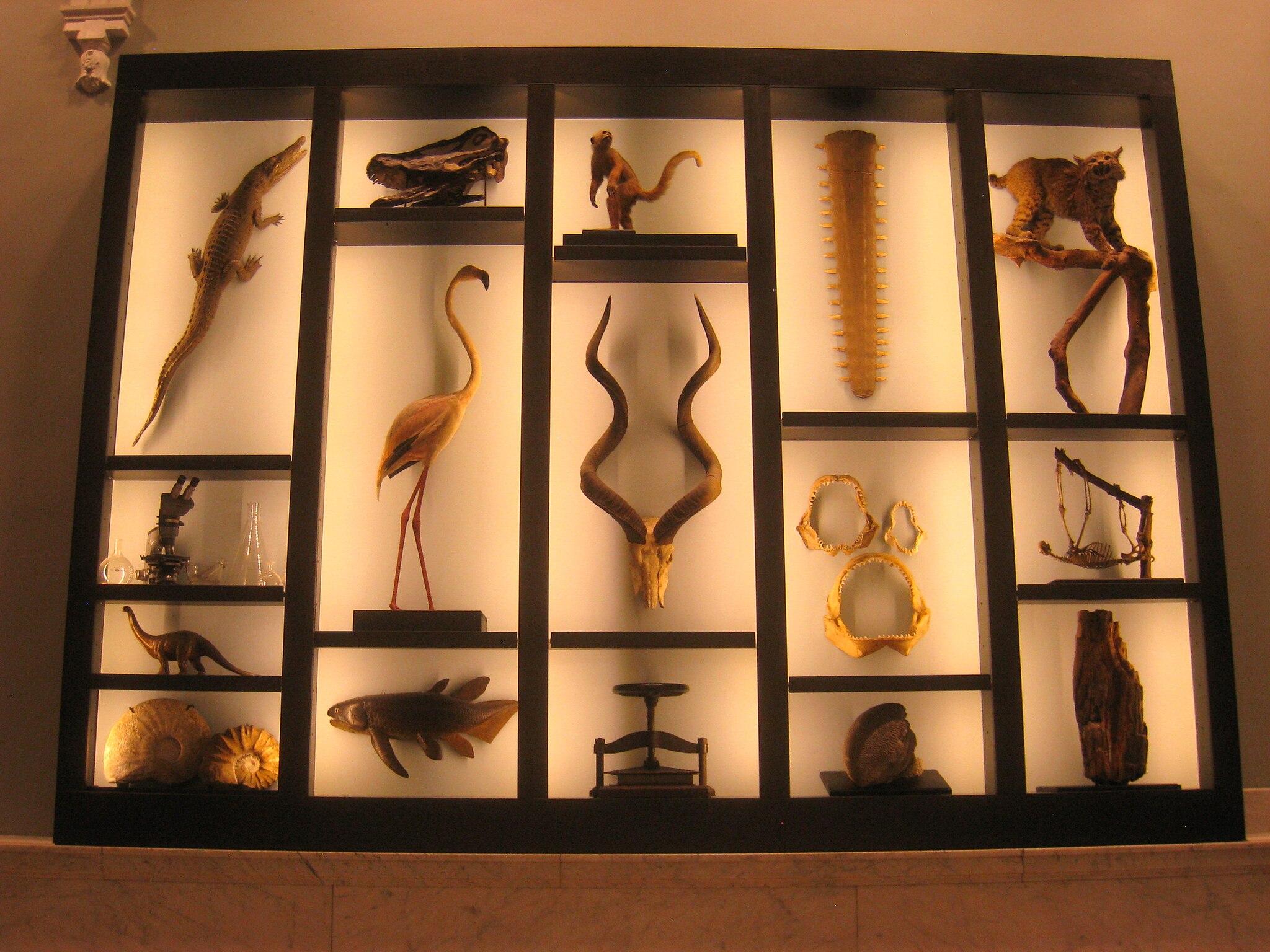 Photo of wall case displaying animal specimens from the collections of the Academy of Natural Sciences in Philadelphia.