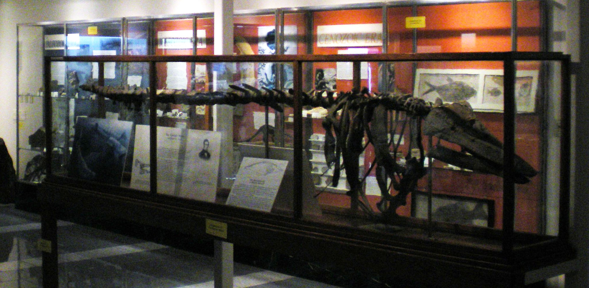 Photo of a mounted whale skeleton.