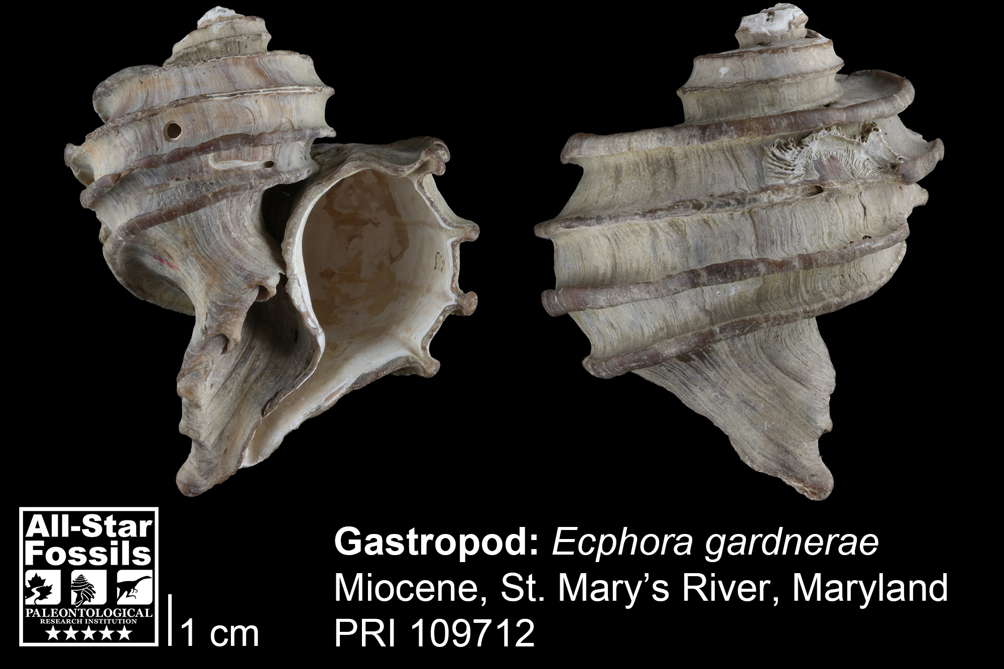 Photo of Ecphora gardnerae snail specimen from Maryland.