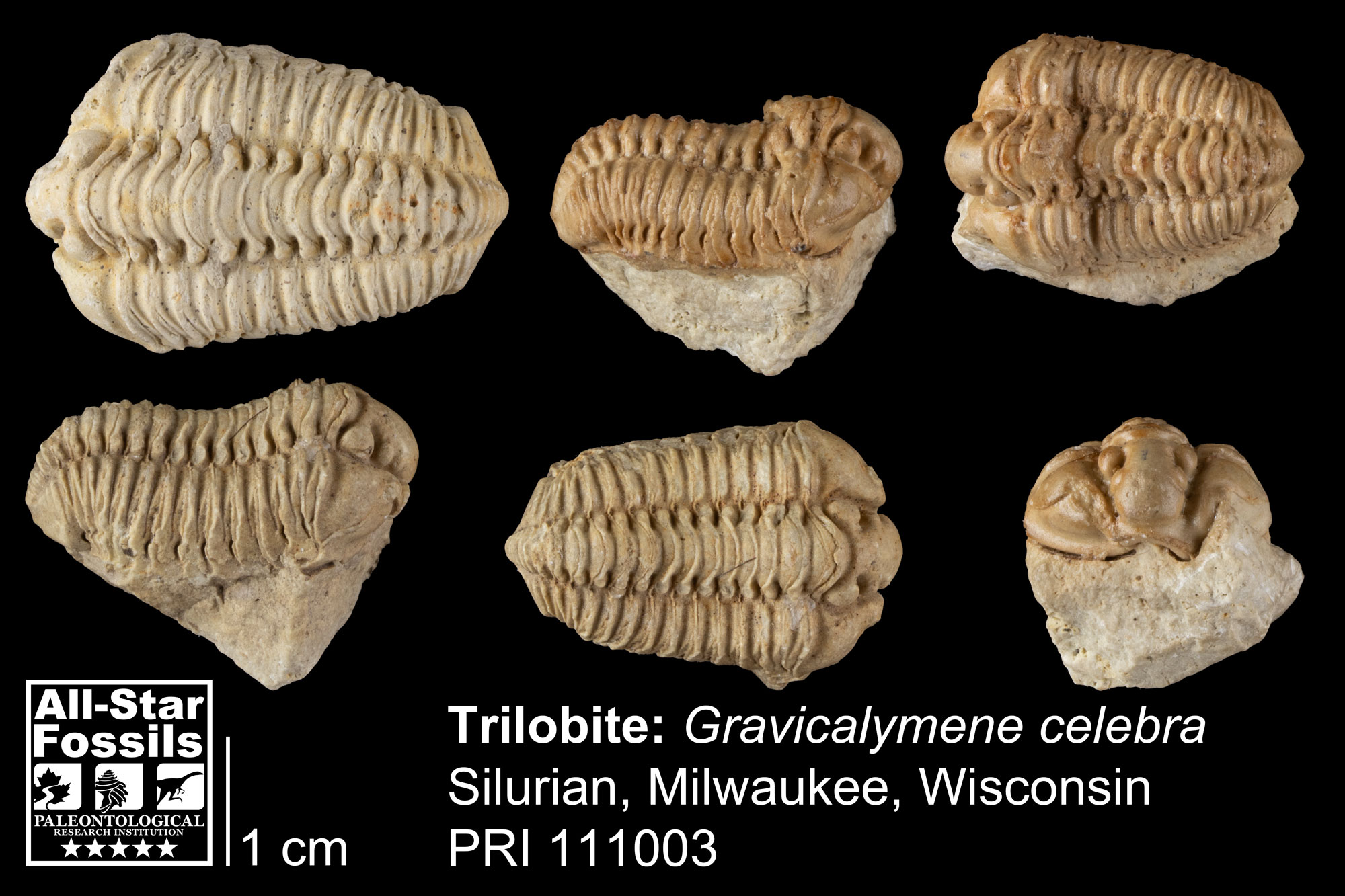 Photographs of specimens of Gravicalymene celebra from the Silurian of Milwaukee, Wisconsin.