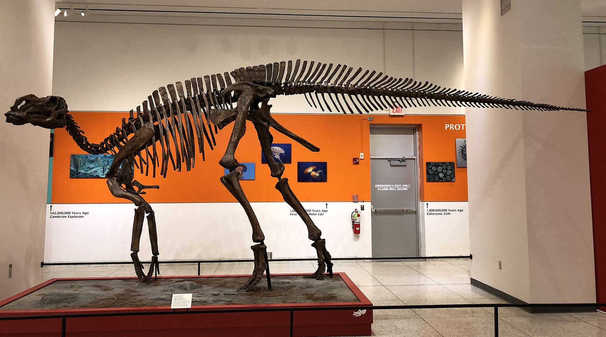 Photo of a mounted cast of the dinosaur Hadrosaurus foulkii in the New Jersey State Museum.