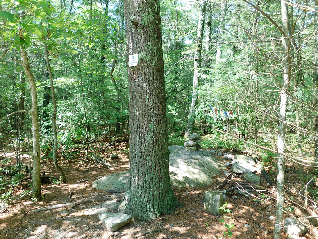 Photo in the woods of a tree marking the summit of a hill.