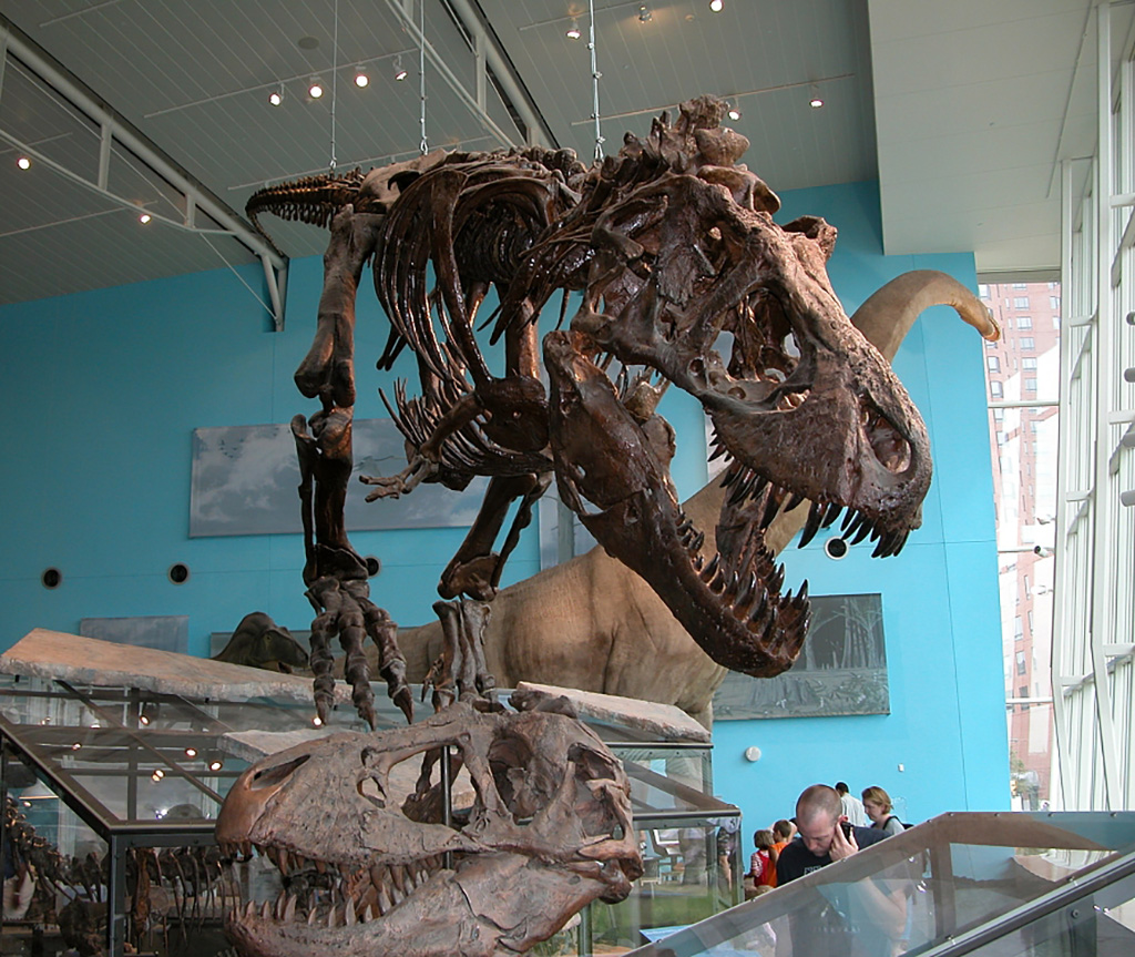 Photo of a Tyrannosaurus skeleton in the dinosaur exhibition of the Maryland Science Center.