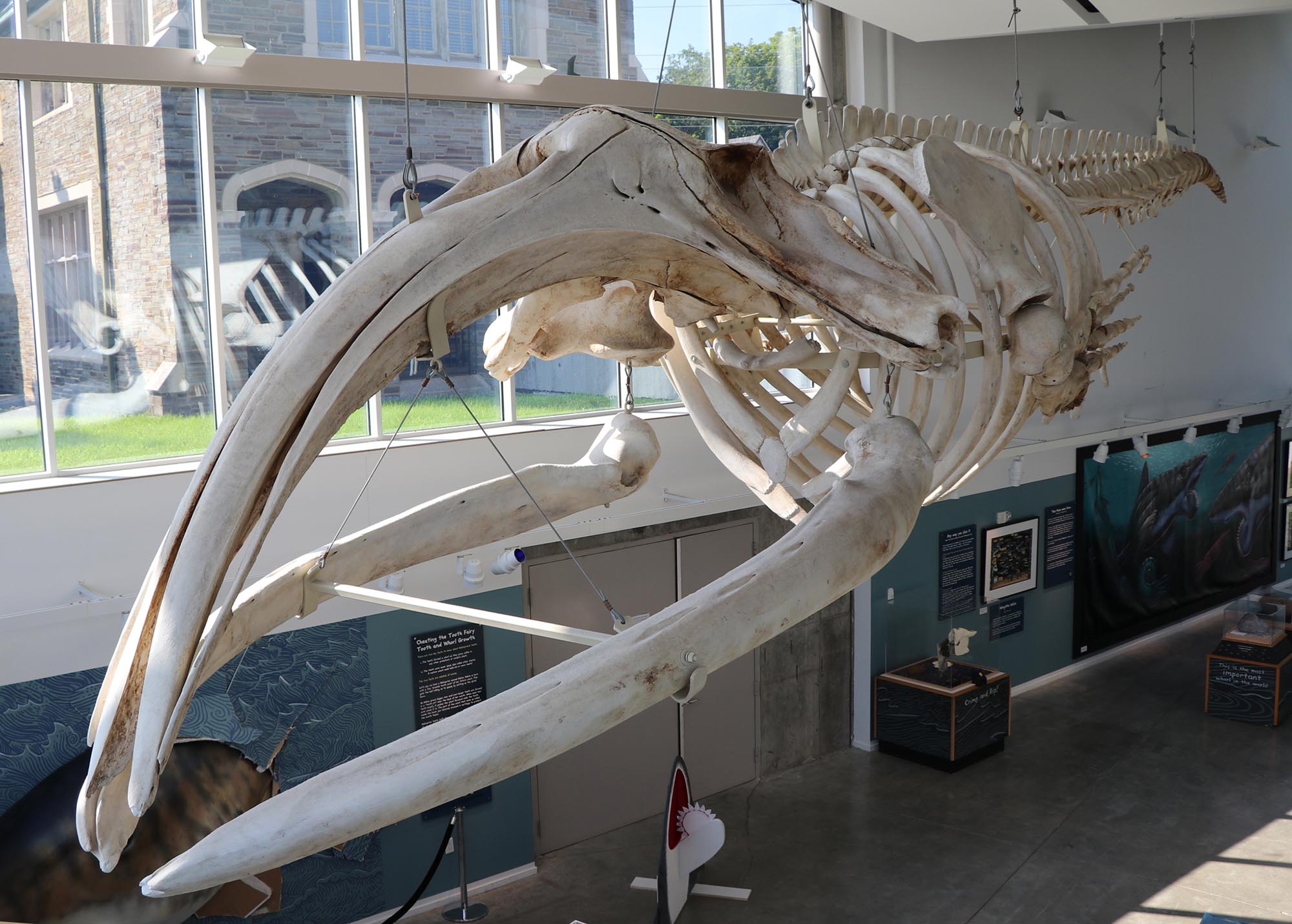 Photo of whale skeleton hanging in the Museum of the Earth in Ithaca, New York.