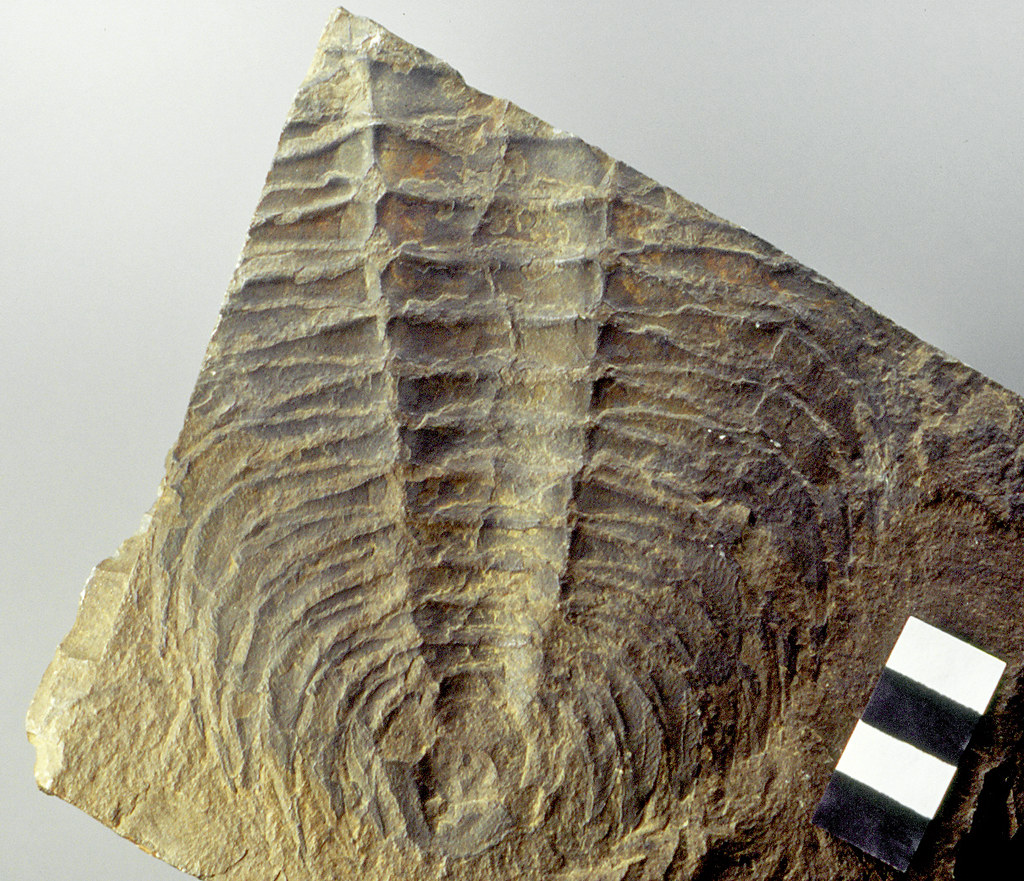 Photo of a fossil Paradoxides trilobite from Massachusetts.