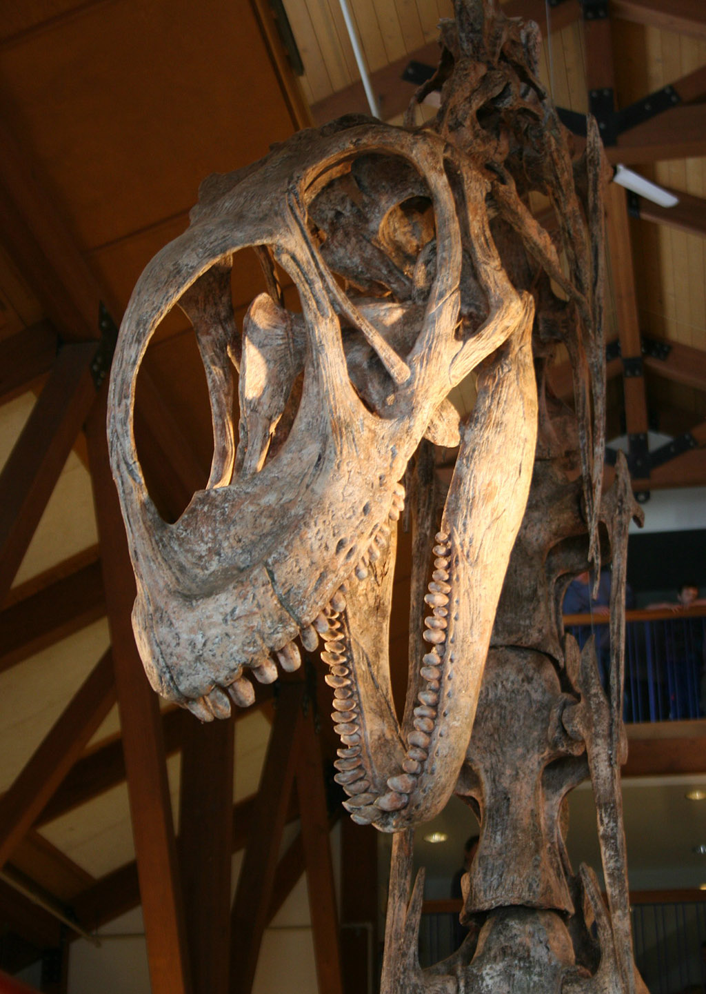Mounted skull of a sauropod dinosaur on display at Montshire Museum of Science.