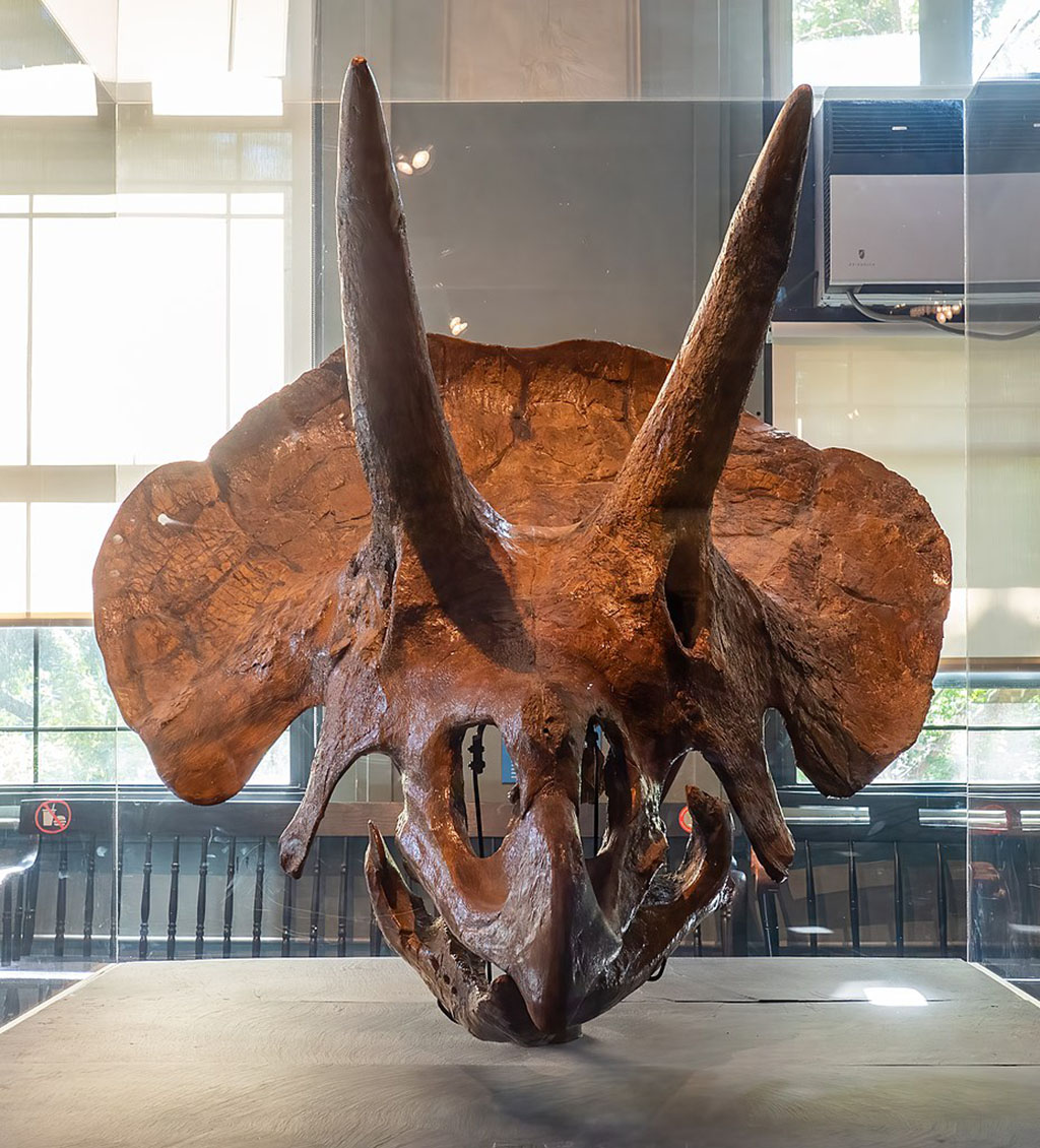 Photo of Triceratops skull at the Harvard Natural History Museum.