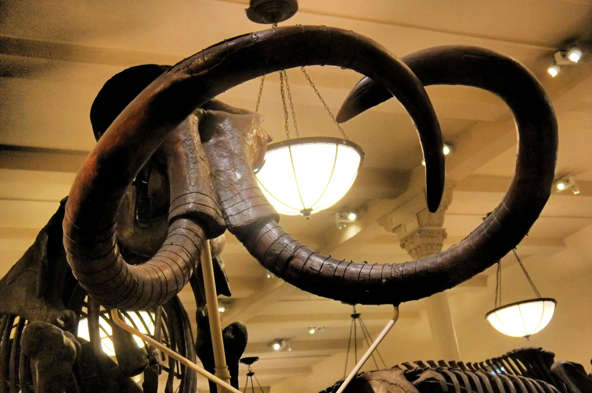 Photo of a mounted Woolly Mammoth skull.