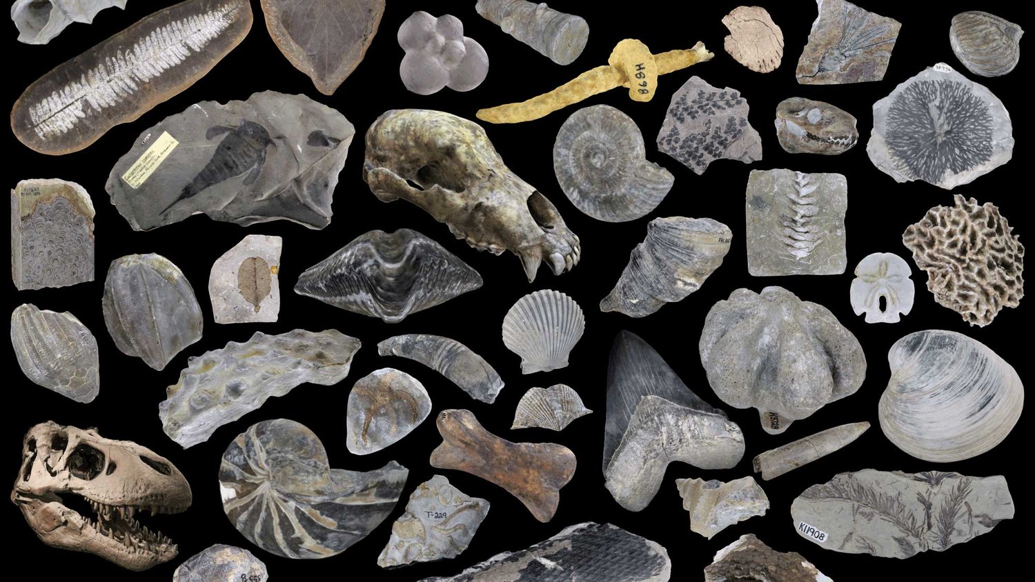 Image showing a diversity of different types of fossils.