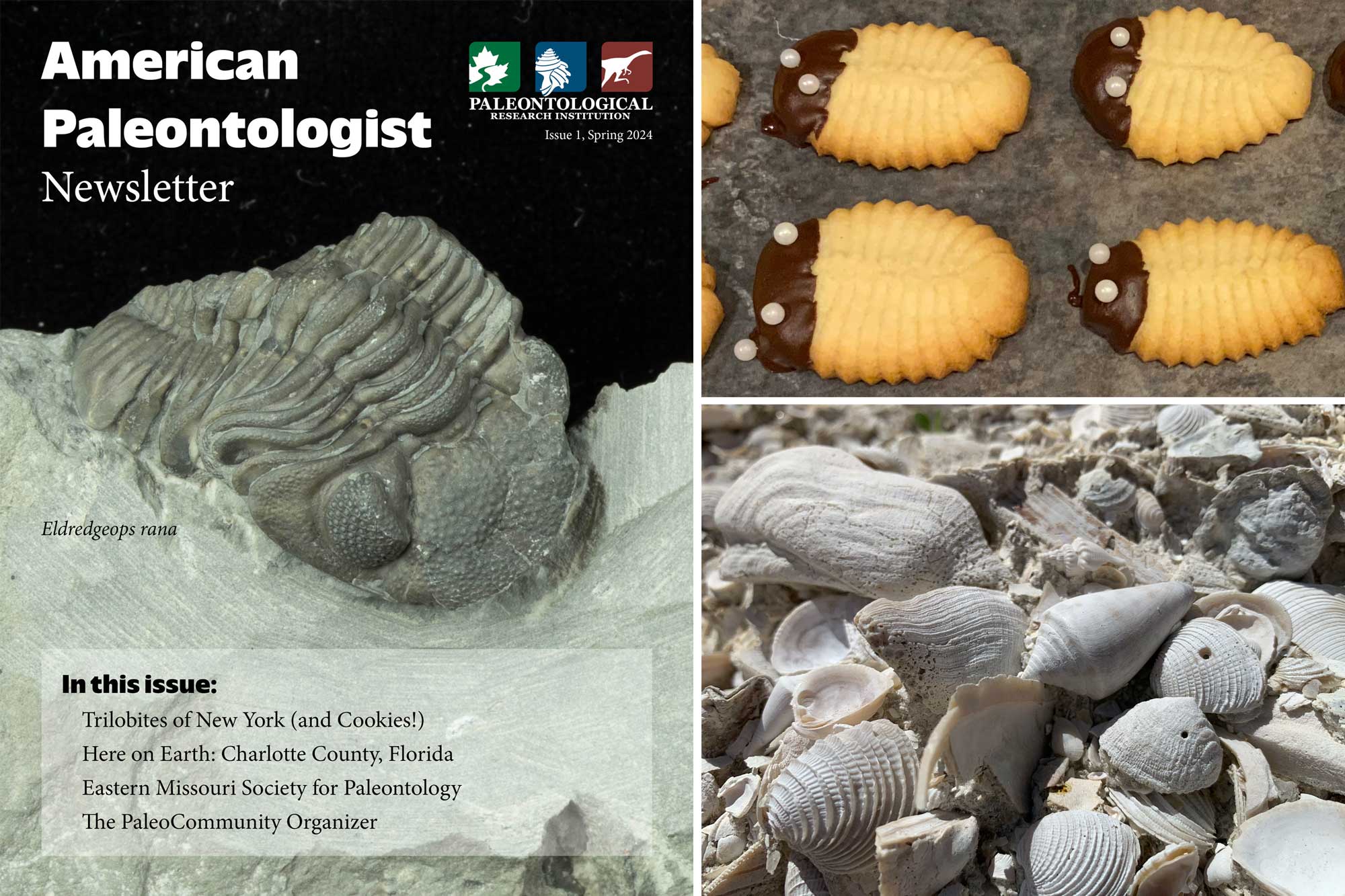 Image shows a the cover of issue 1 of the American Paleontologist Newsletter, trilobite cookies, and fossil shells from Florida.