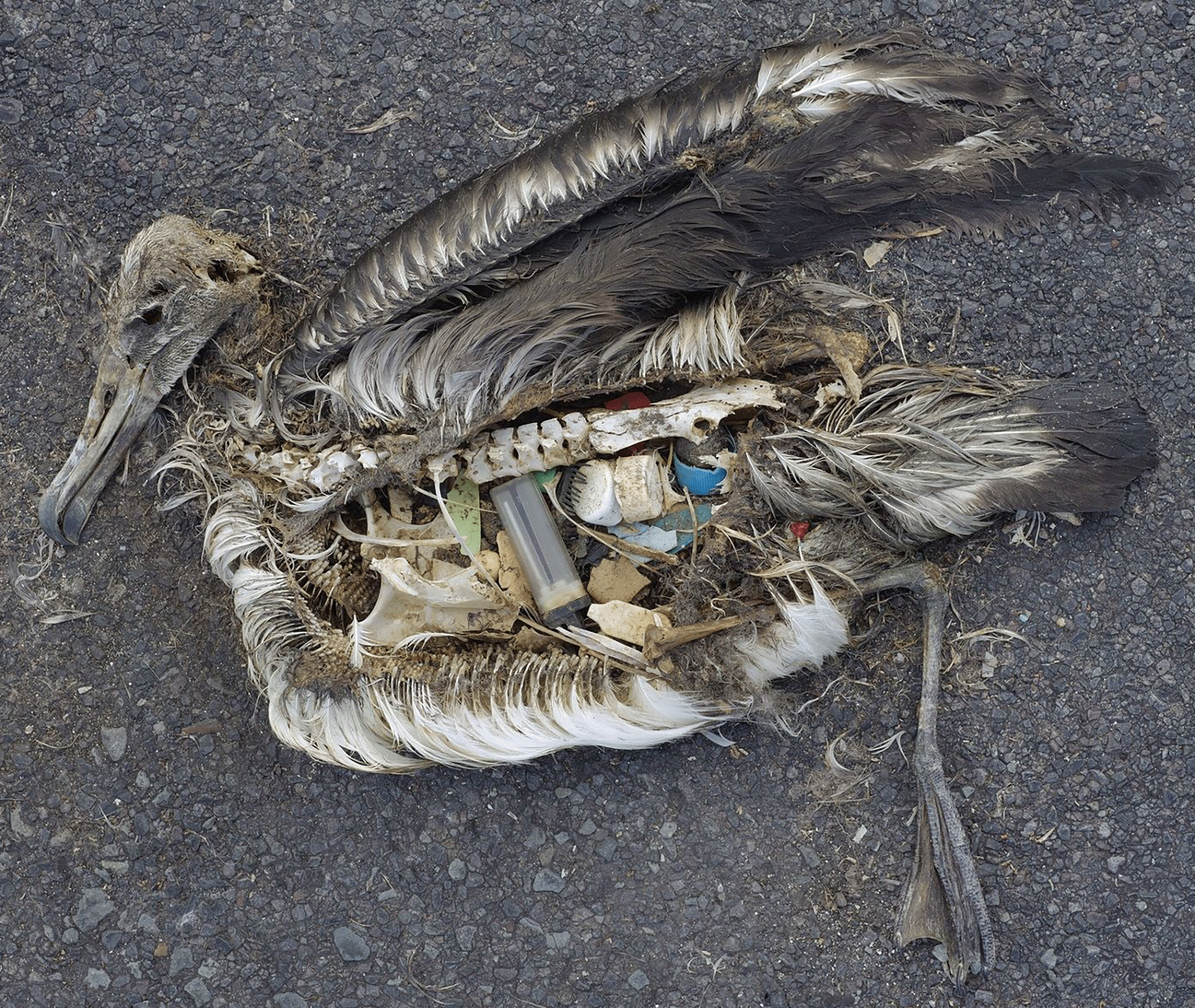 Photo of decaying albatross skeleton with plastic in its stomach.