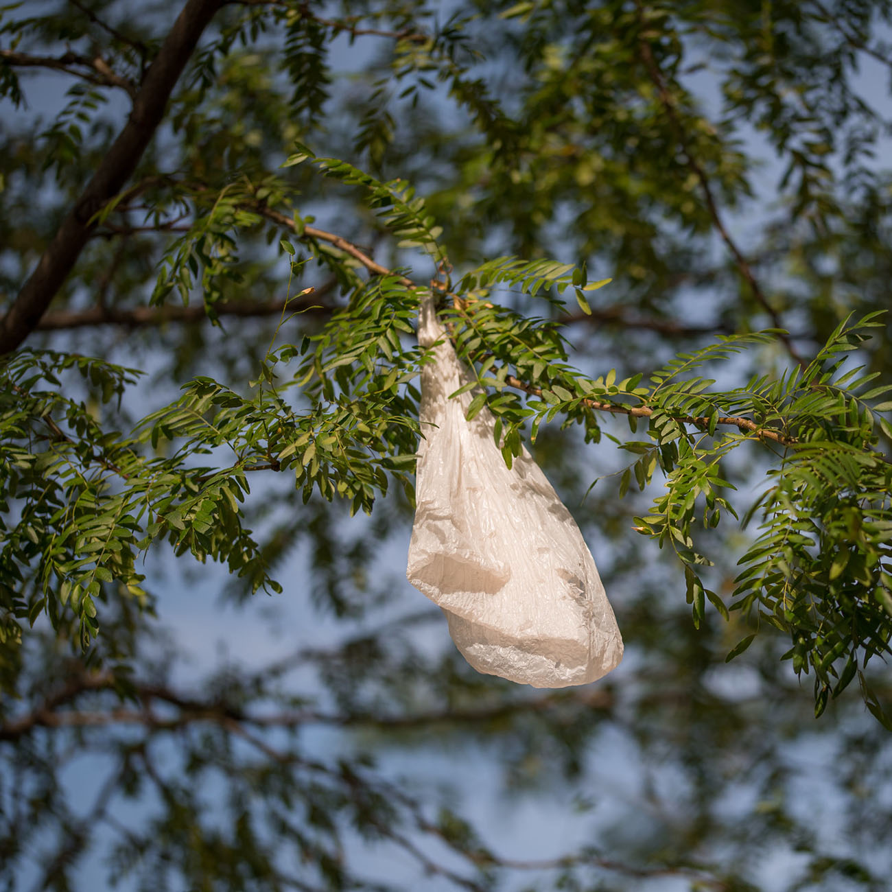Photo of plastic bag stuck in a tree.