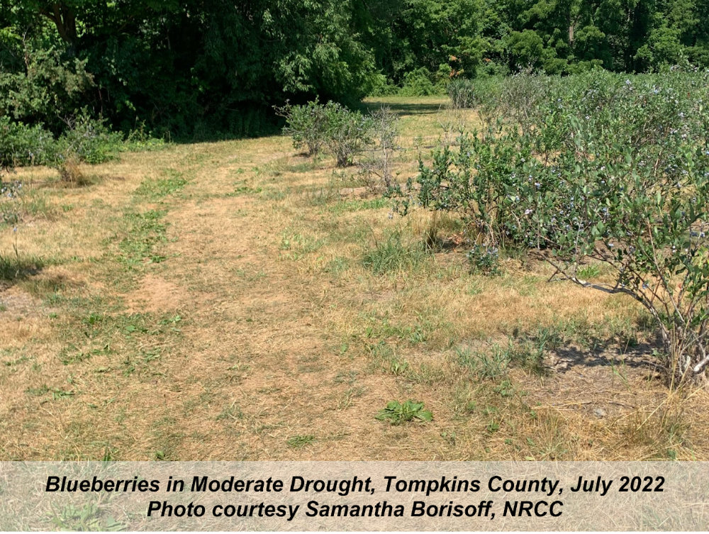Photo of a dry-looking blueberry orchard