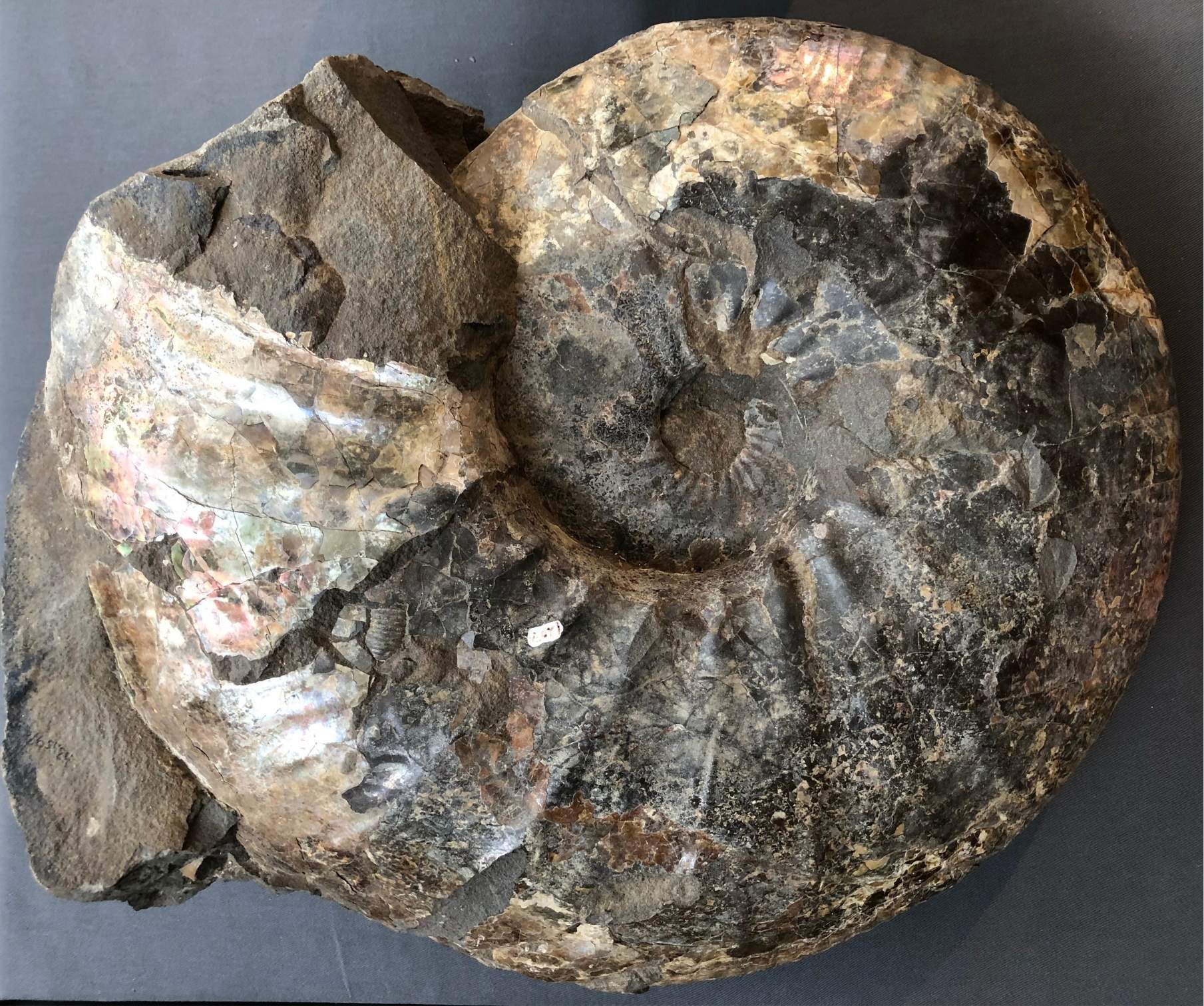 Photo of a fossil with a spiral shape