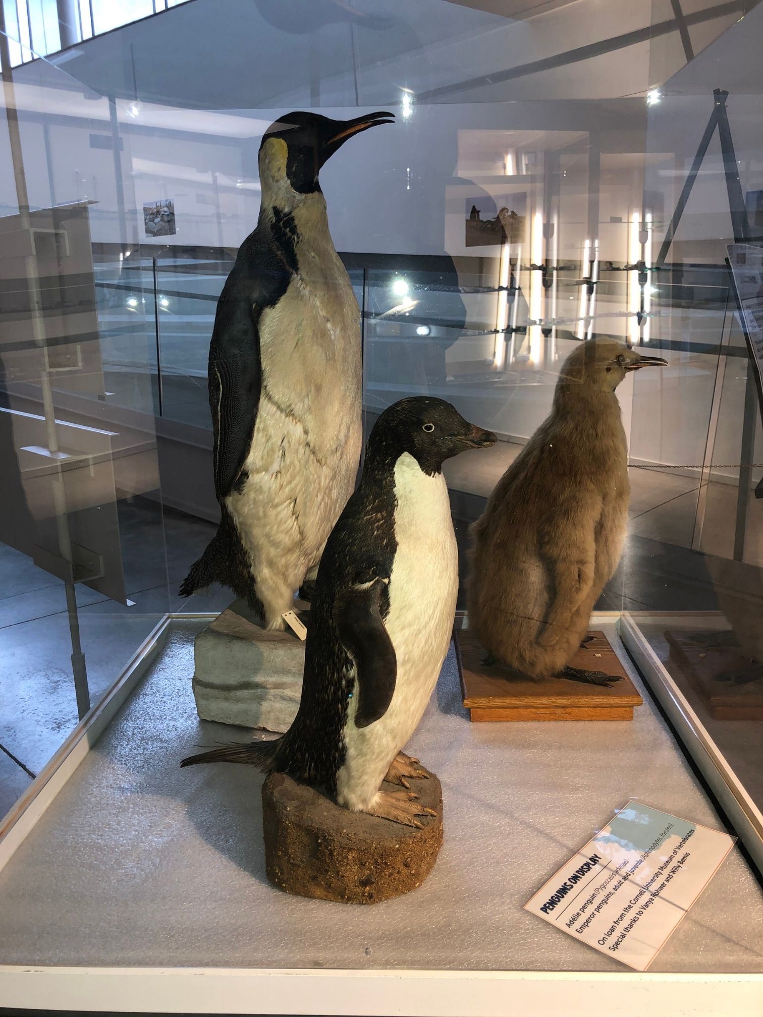 Photo of 3 taxidermy penguins in a museum