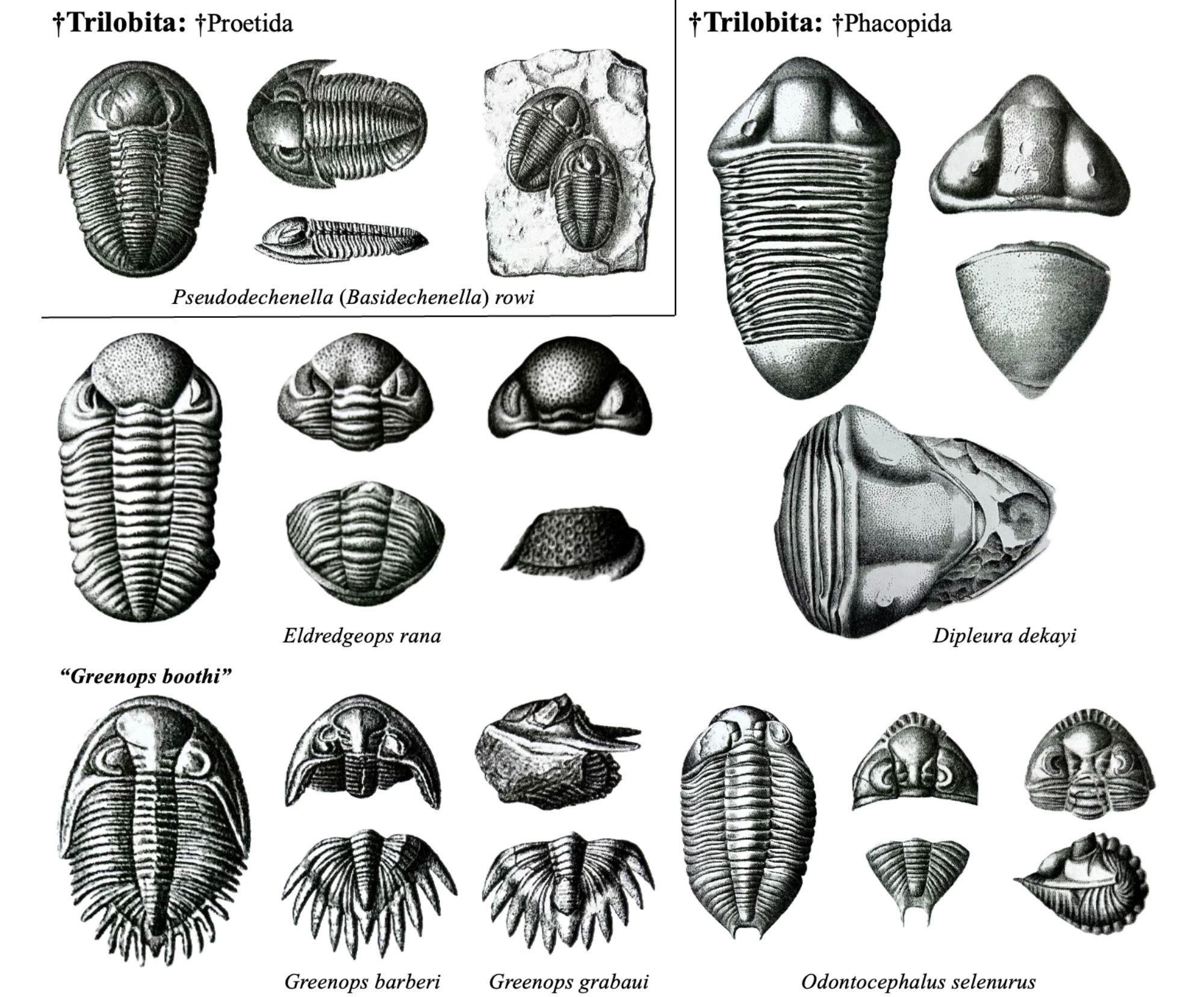 Drawings of fossils